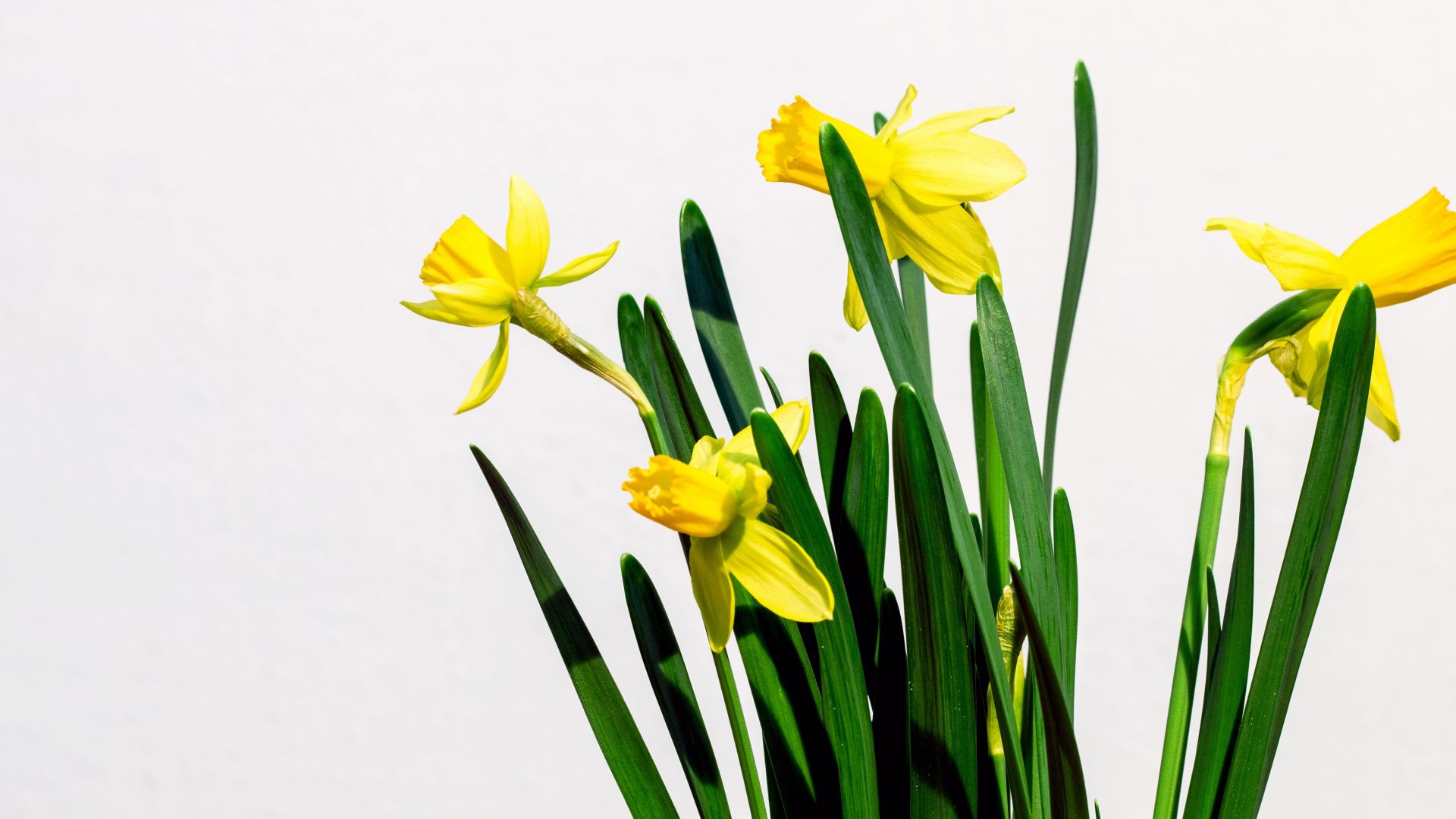 Wallpaper The Daffodil, yellow flower