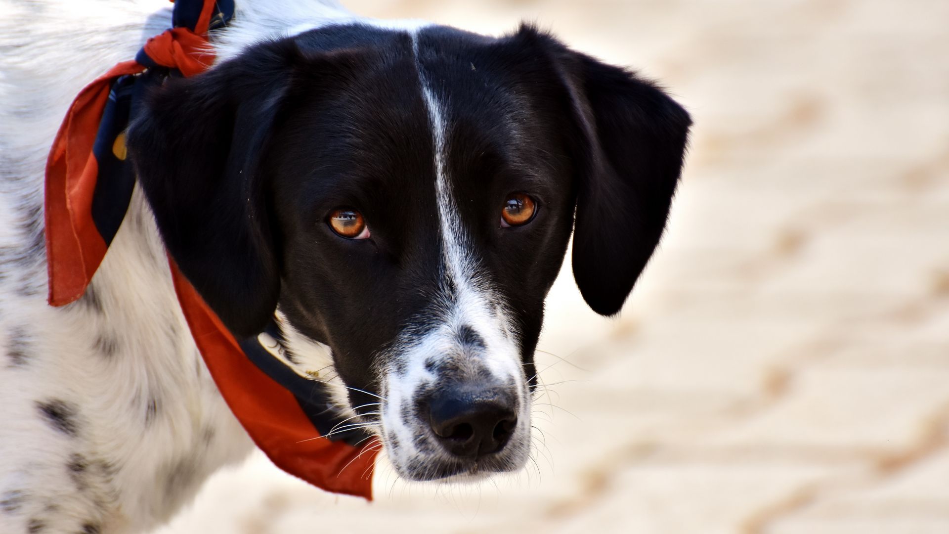 Wallpaper Dog, collar, scarf, Beagle, muzzle, 4k
