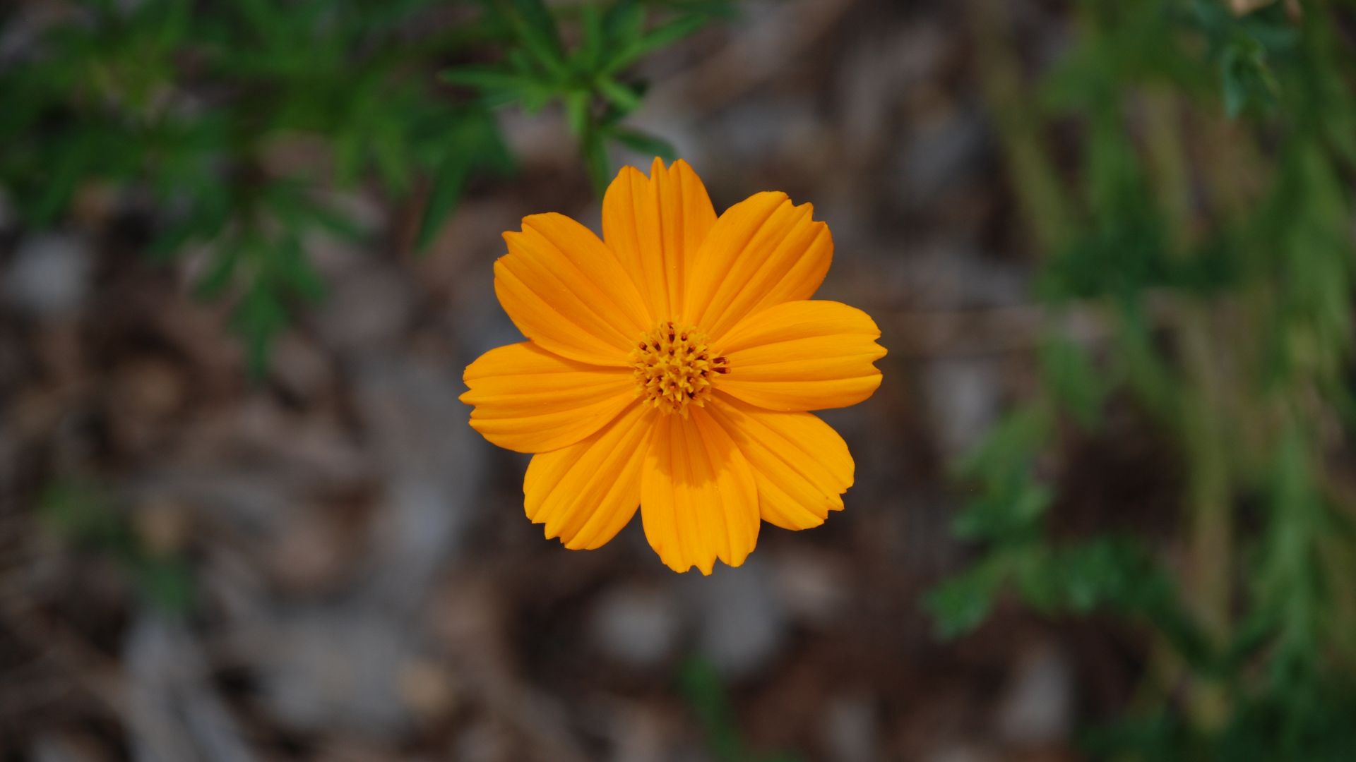 Wallpaper Orange, flower, bloom, close up