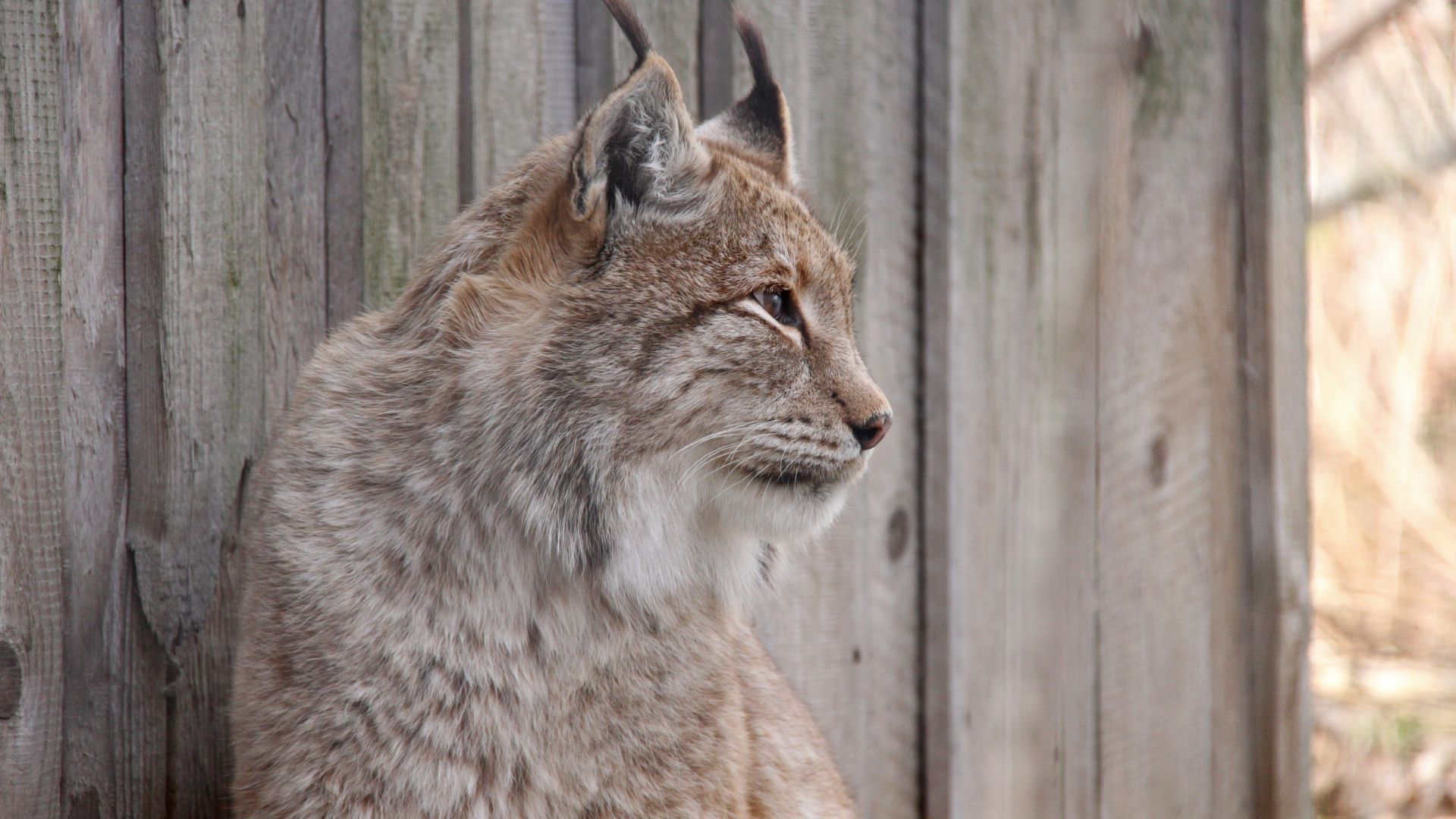 Wallpaper Lynx, cat, muzzle, 4k