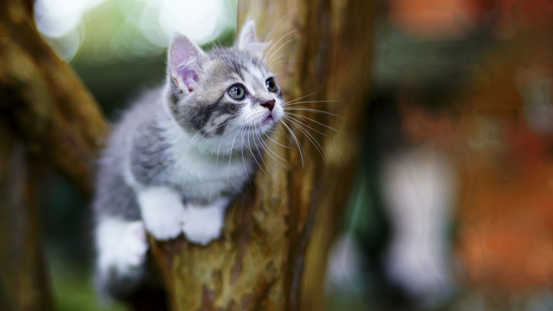 Wallpaper Cute kitten, animal, blur, portrait