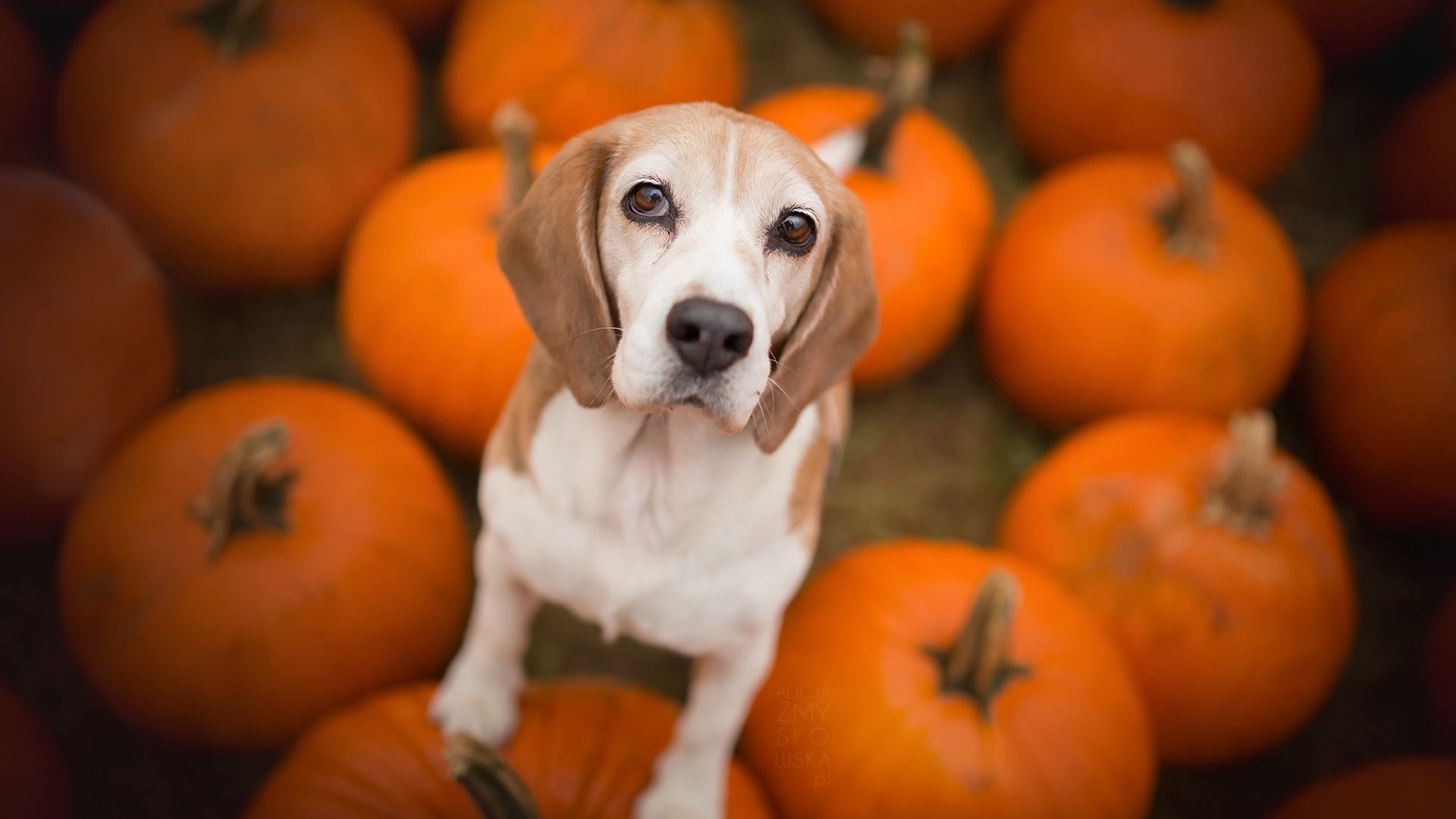 Wallpaper Beagle, dog, pumpkins