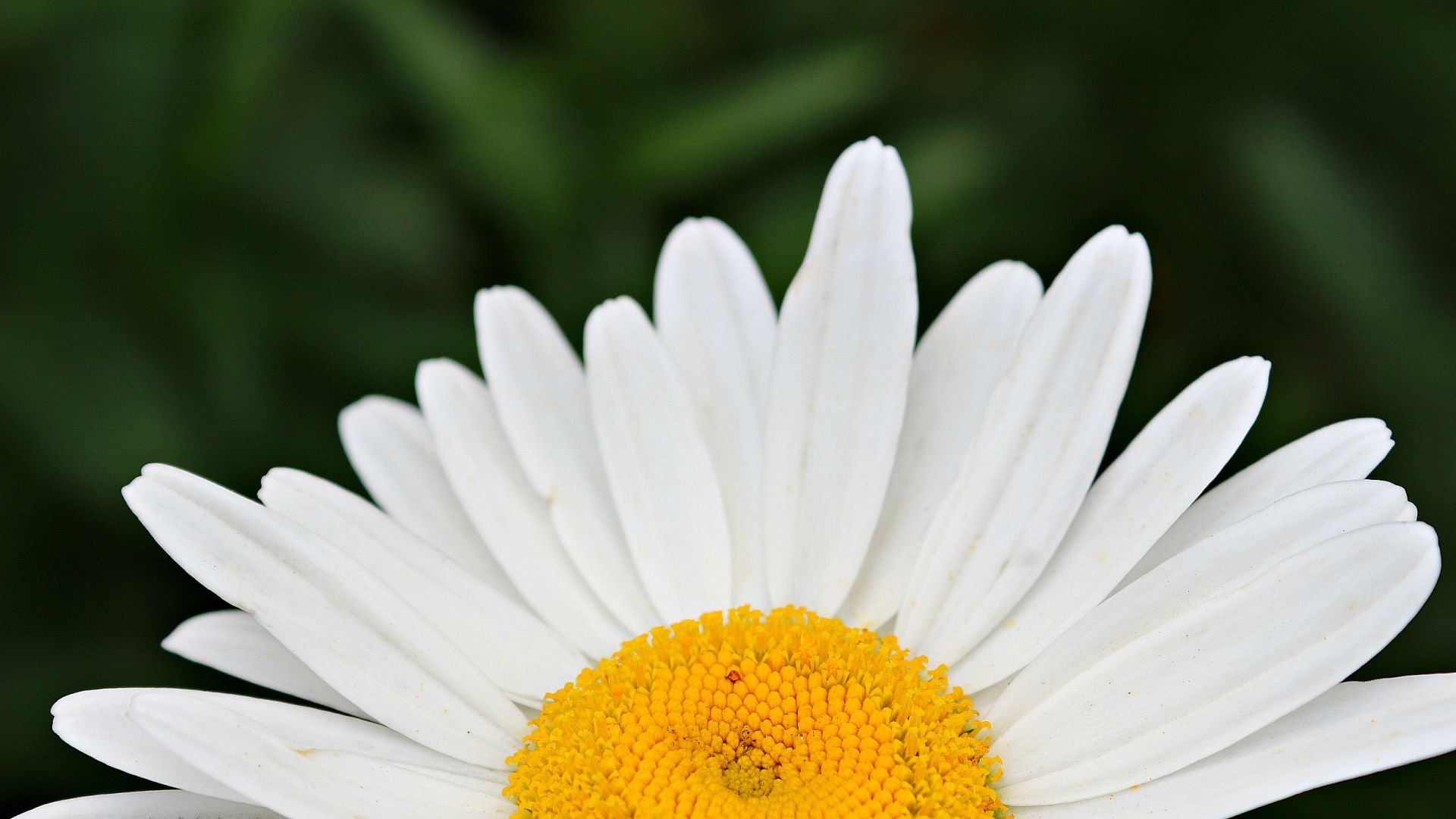 Wallpaper Close up, white flower, daisy, blossom, petals