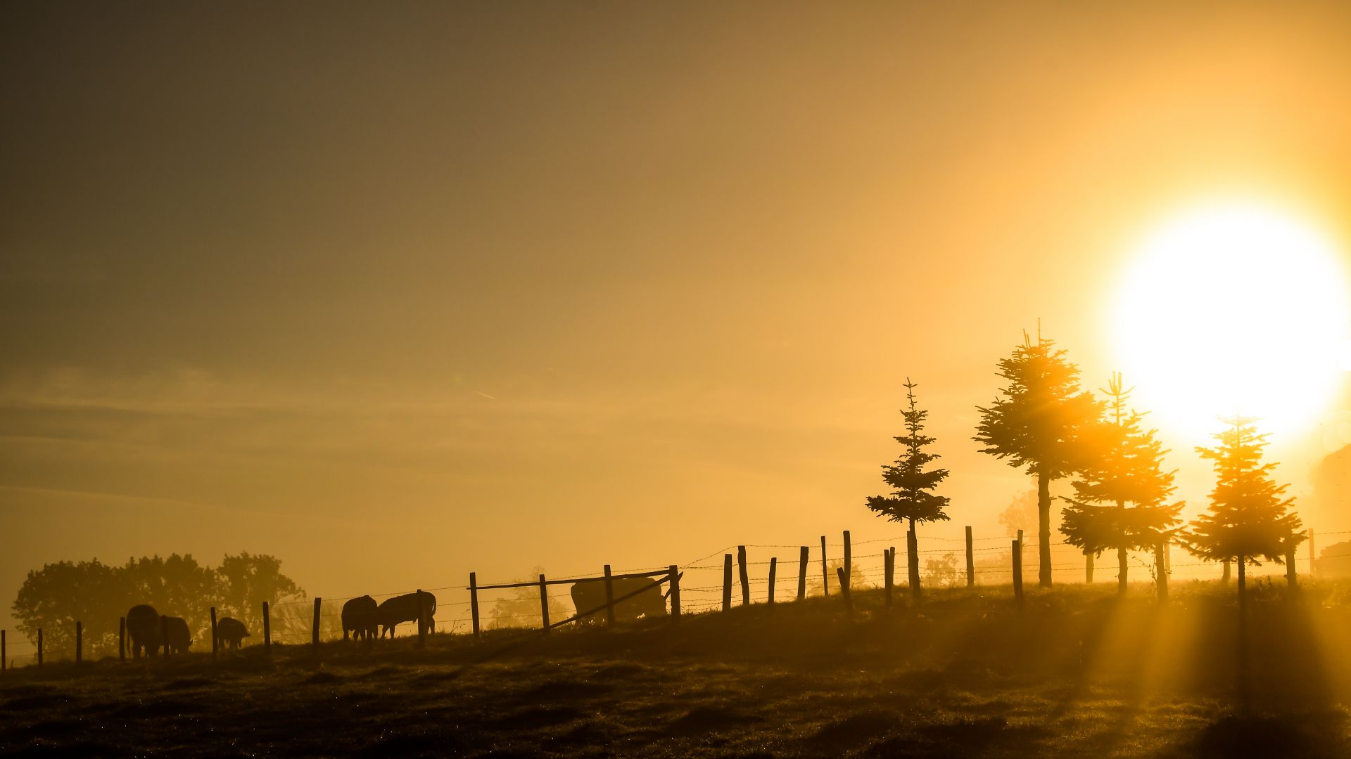 Wallpaper Sunrise, cattle grazing, landscape, sunlight, sky, 4k