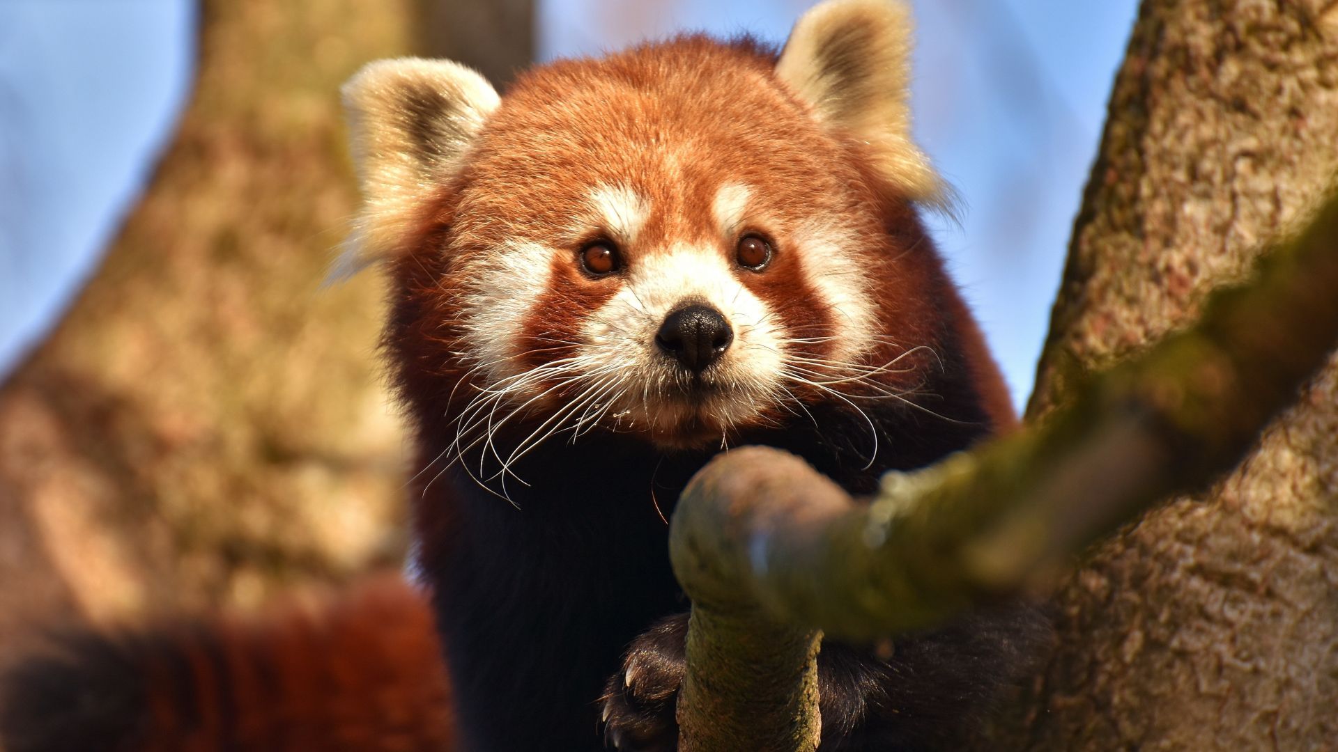 Wallpaper Red panda, muzzle, animal, cute, 5k