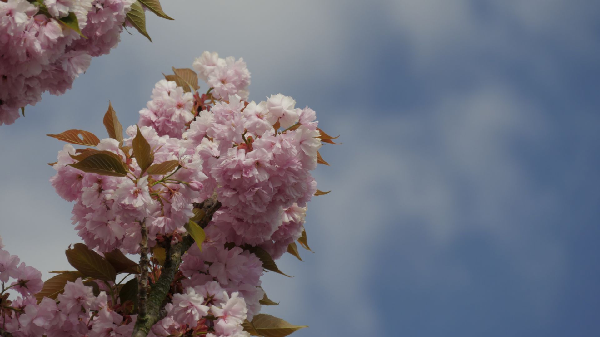 Wallpaper Cherry blossom, pink flowers, tree branch, sky