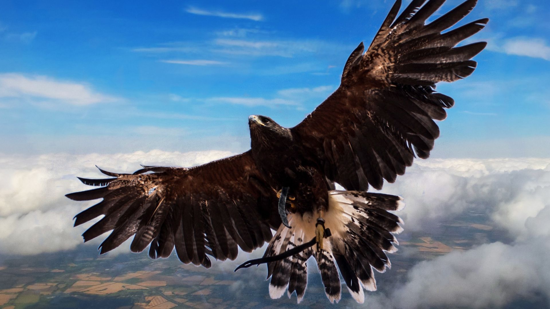 Wallpaper Hawk, predator, birds, wing, fly