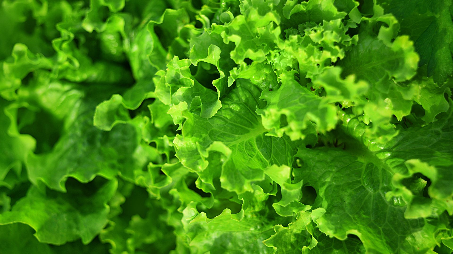 Wallpaper Green leaves, vegetables, salad