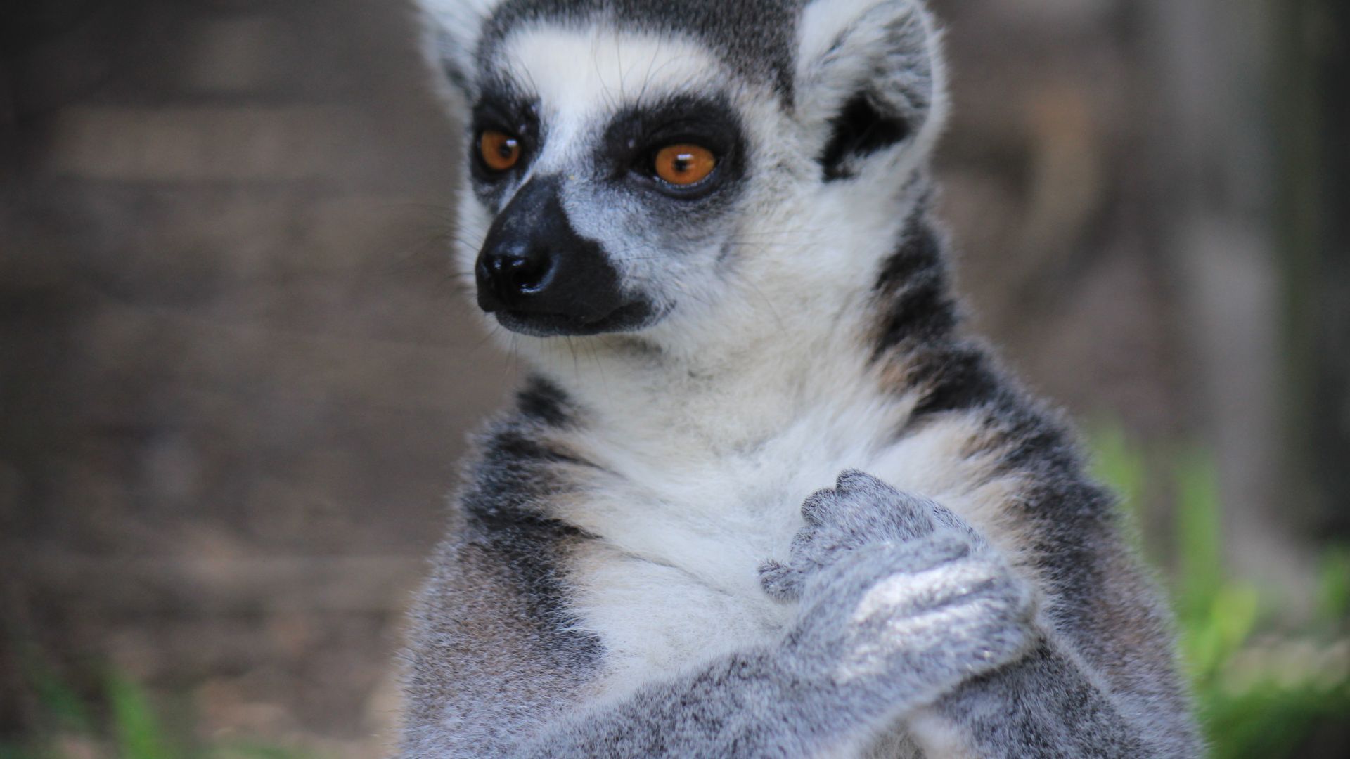 Wallpaper Lemur, furry animal