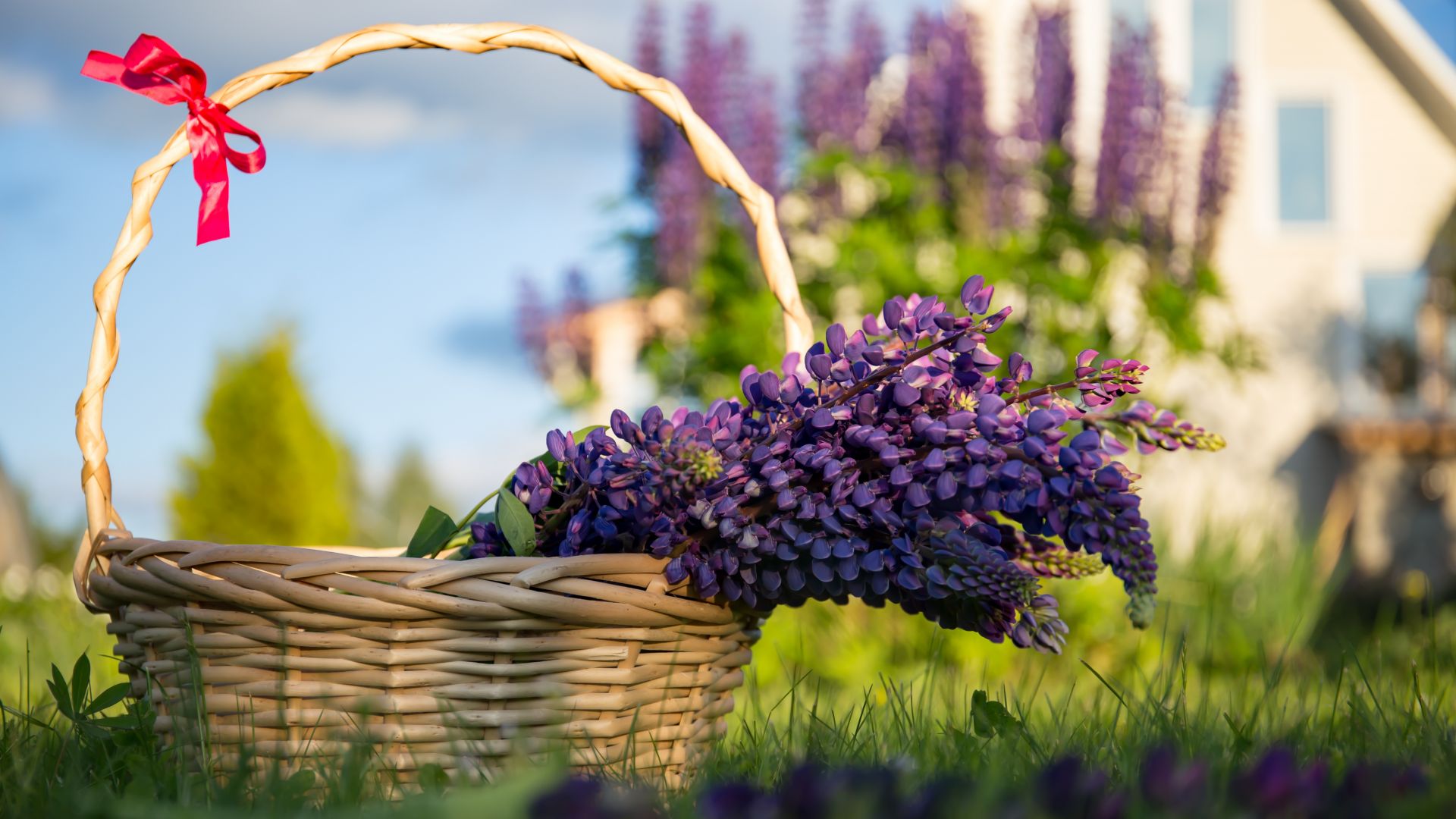 Wallpaper Basket, lavender flowers, purple, grass