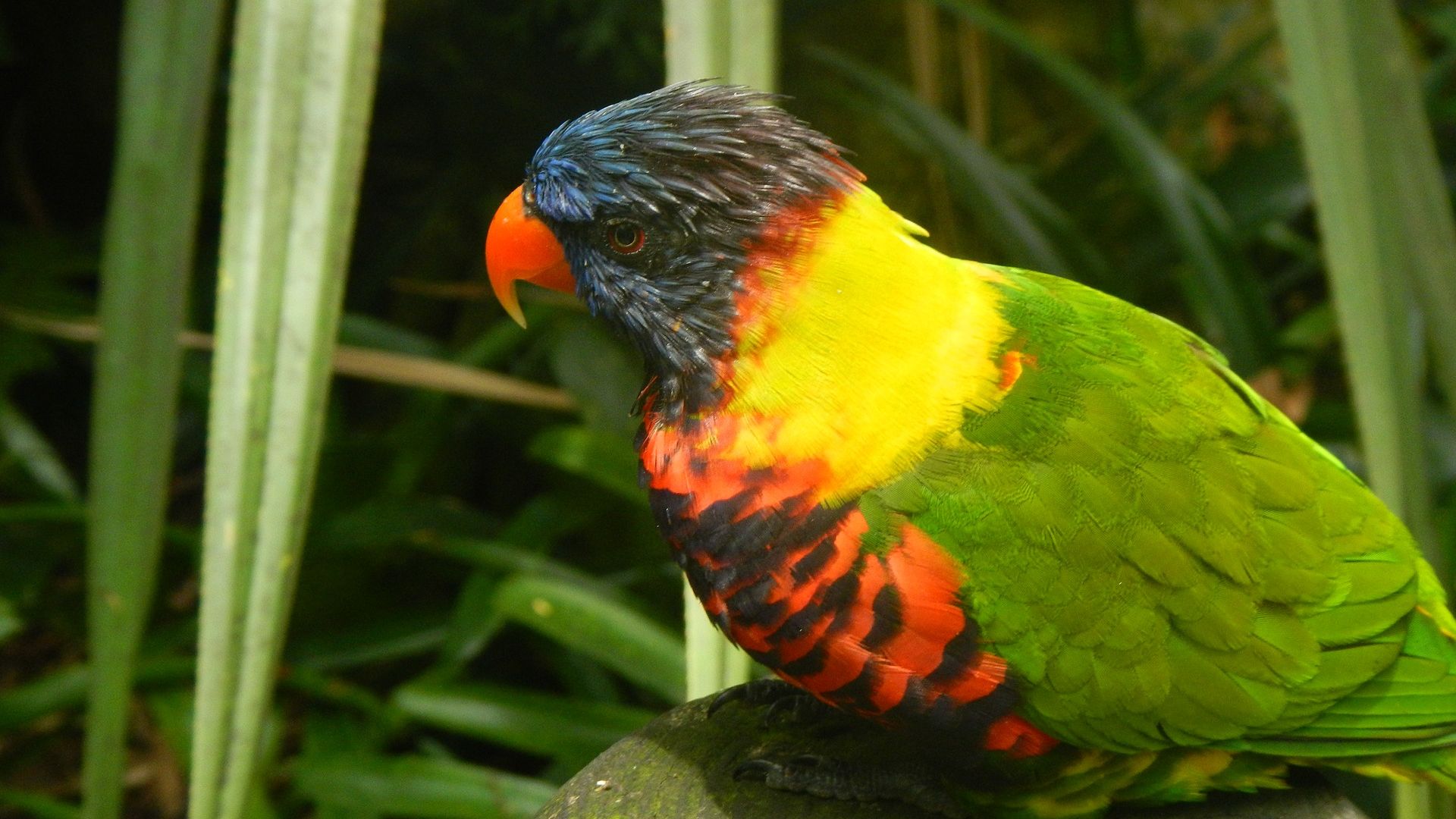 Wallpaper Guadeloupe parakeet bird, parrot, colorful birds