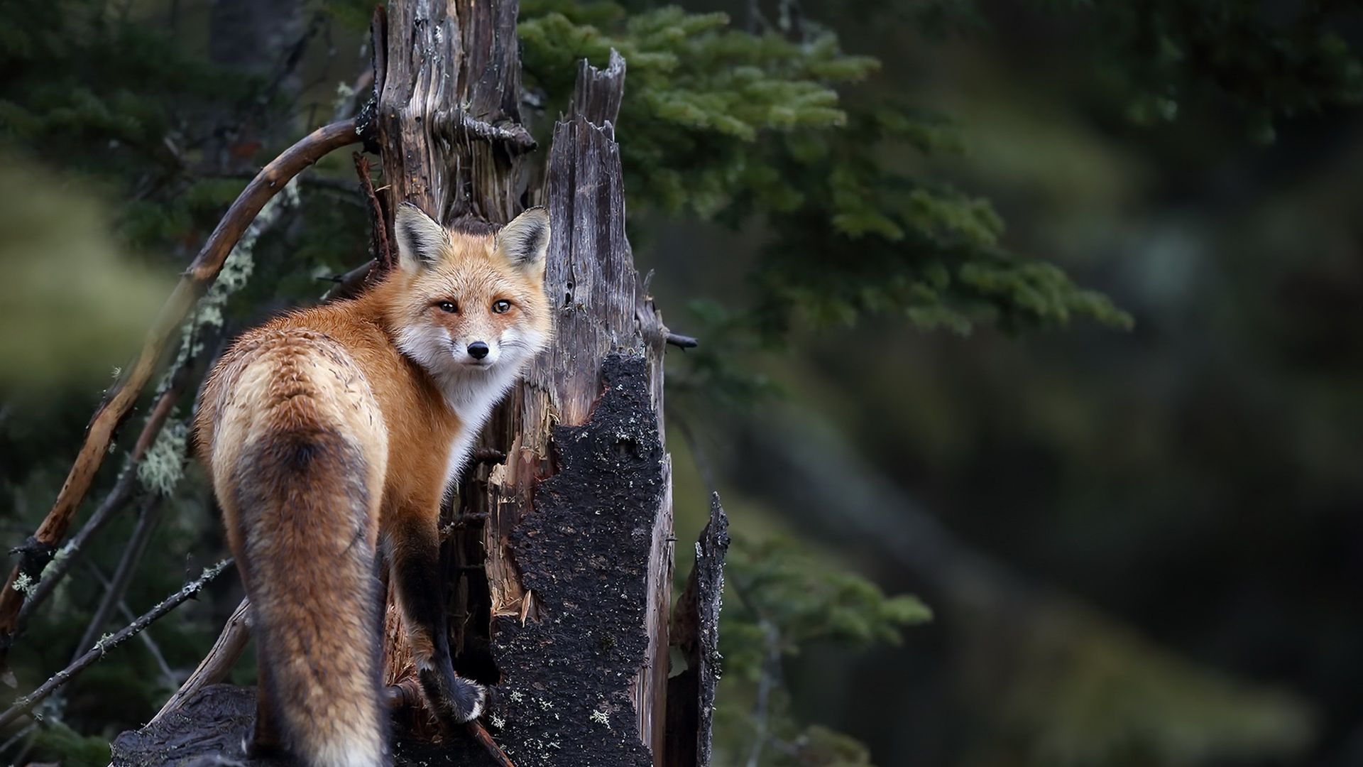 Wallpaper Red fox of forest, wild animals