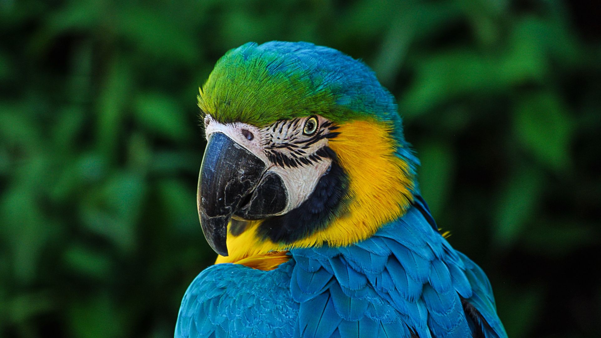 Wallpaper Muzzle, bird, parrot, macaw