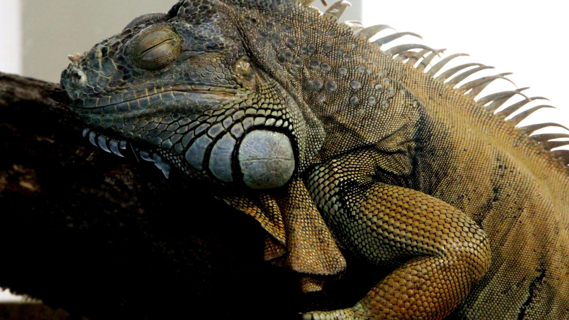 Wallpaper Iguana, reptile, sleeping, animal