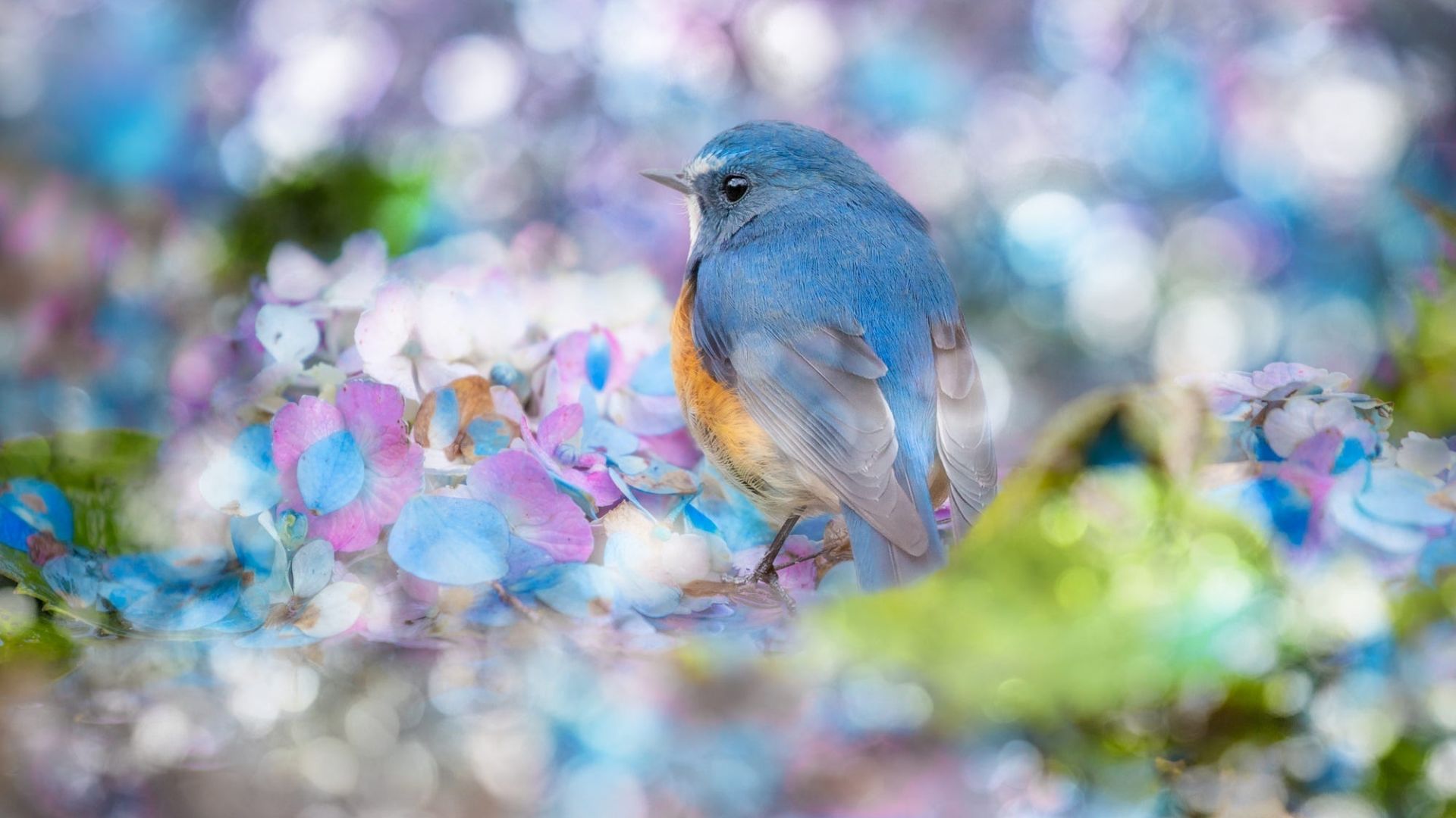 Wallpaper Bluebird, bokeh, cute