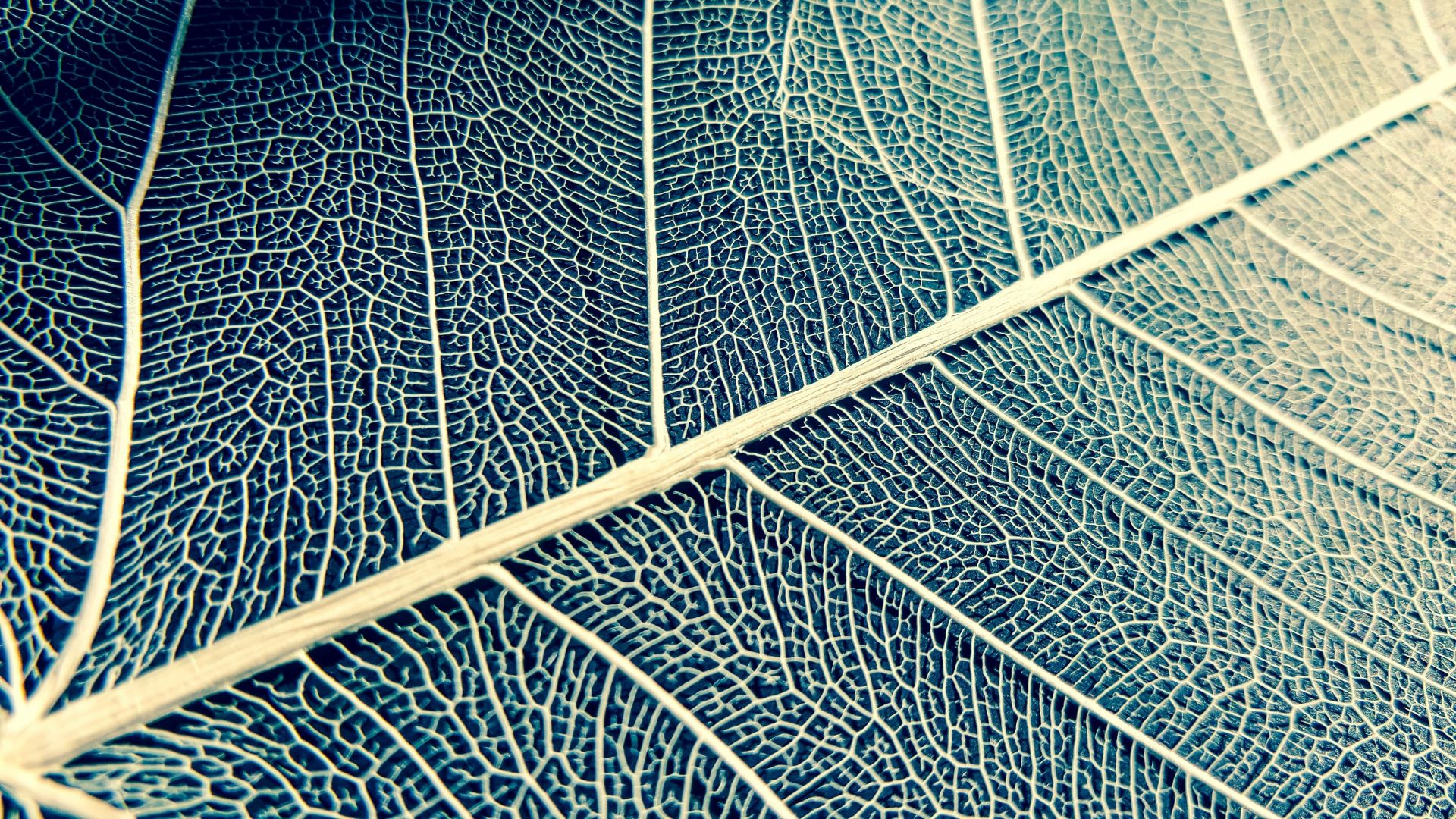 Wallpaper Leaf, veins, close up, 4k