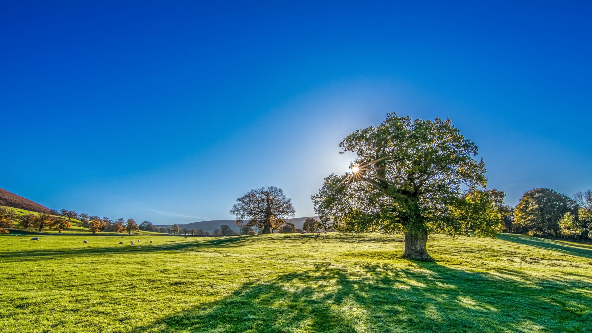 Wallpaper Yorkshire, clean blue sky, autumn, tree, landscape, 5k