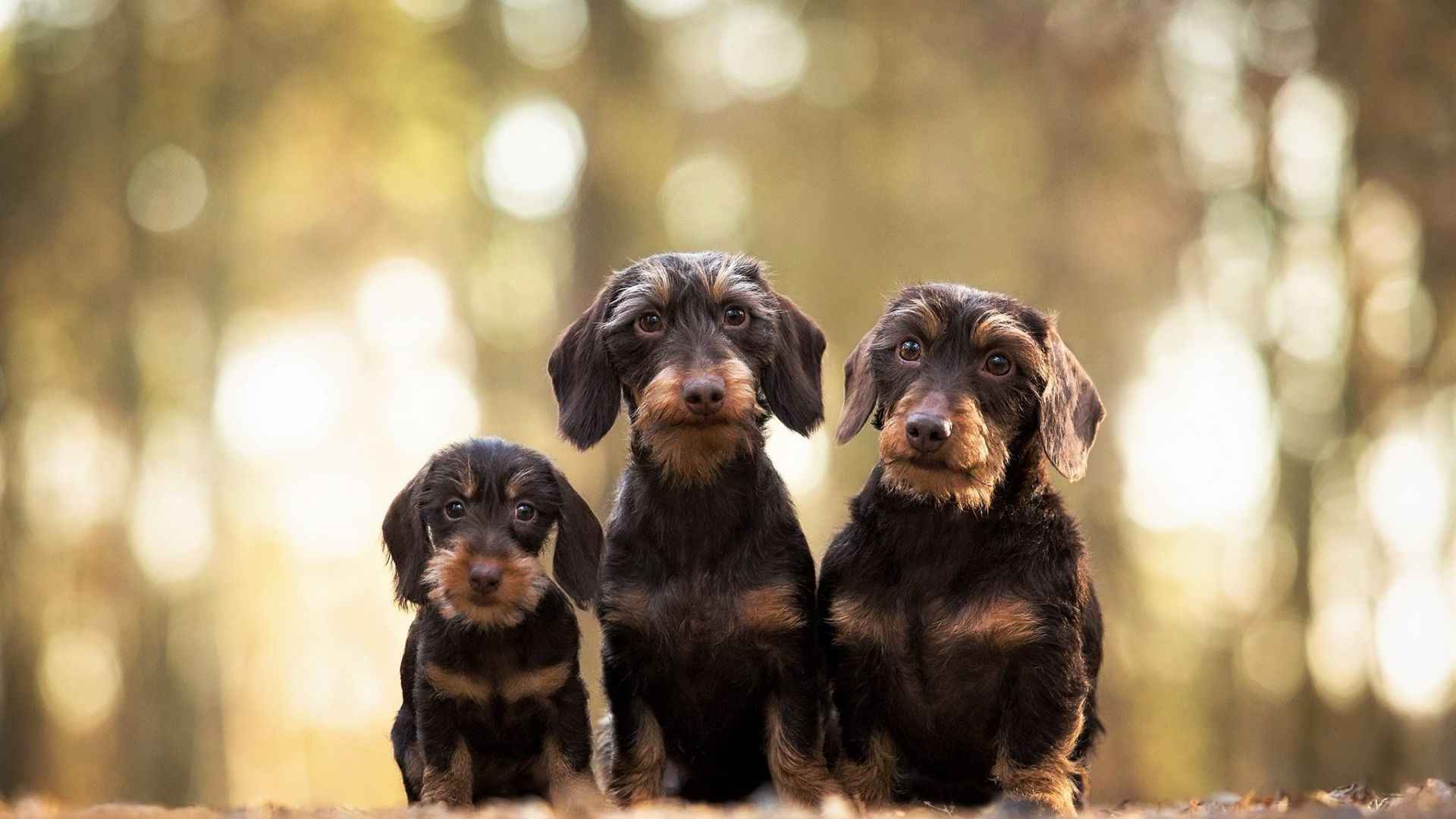 Wallpaper Dachshund, cute dogs, puppy, stare