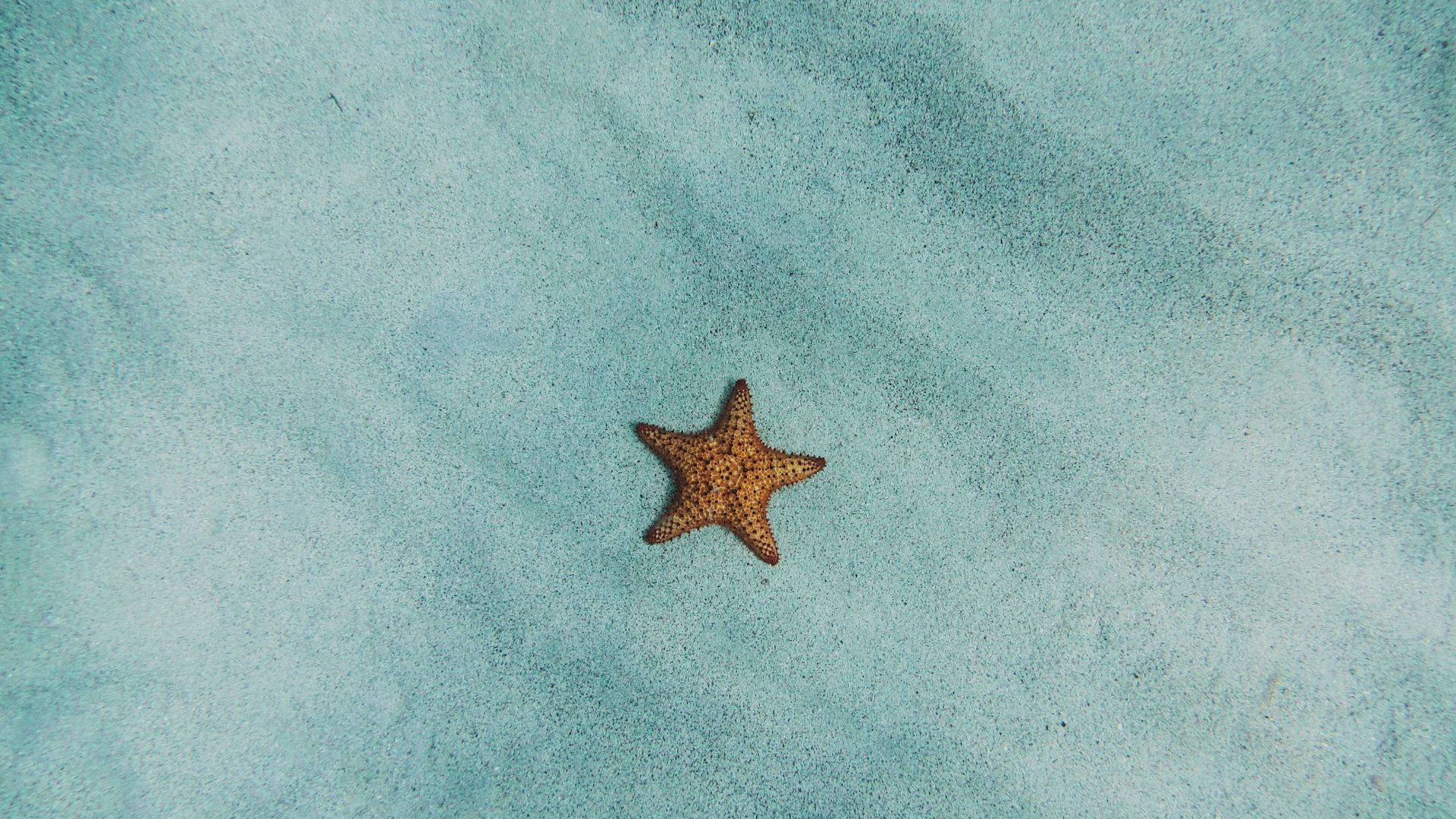 Wallpaper Starfish, sand, fish, 4k