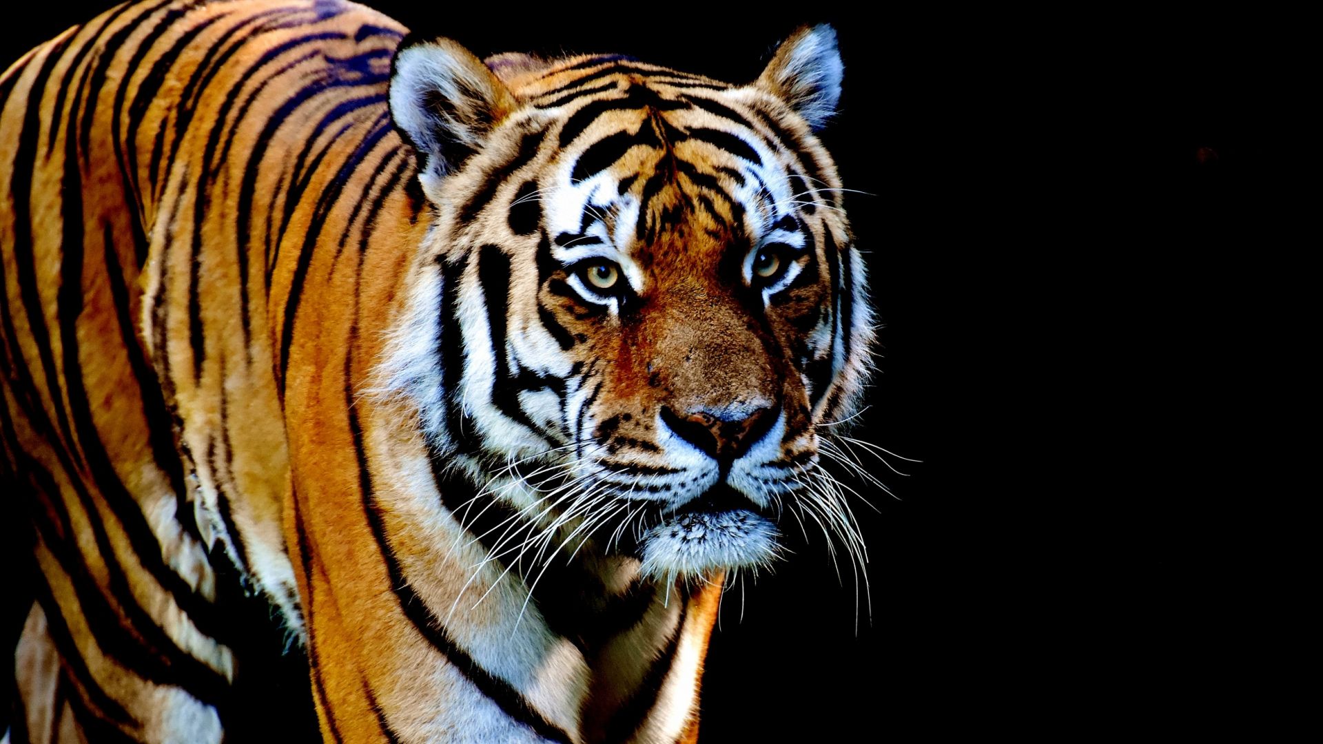 Wallpaper Tiger, wild, stare, predator, animal