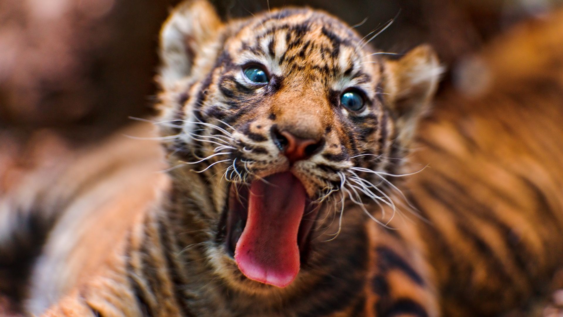 Wallpaper Baby tiger muzzle