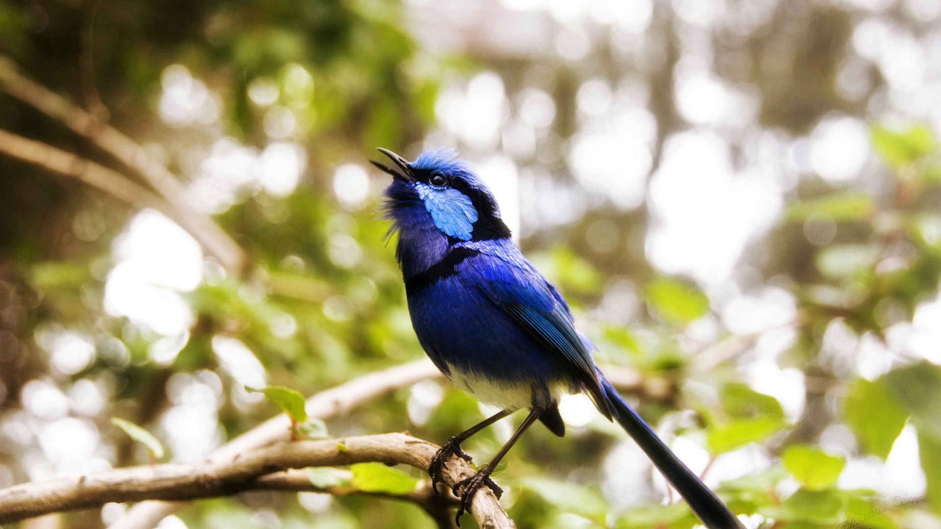 Wallpaper Cafe poet, blue bird, beautiful