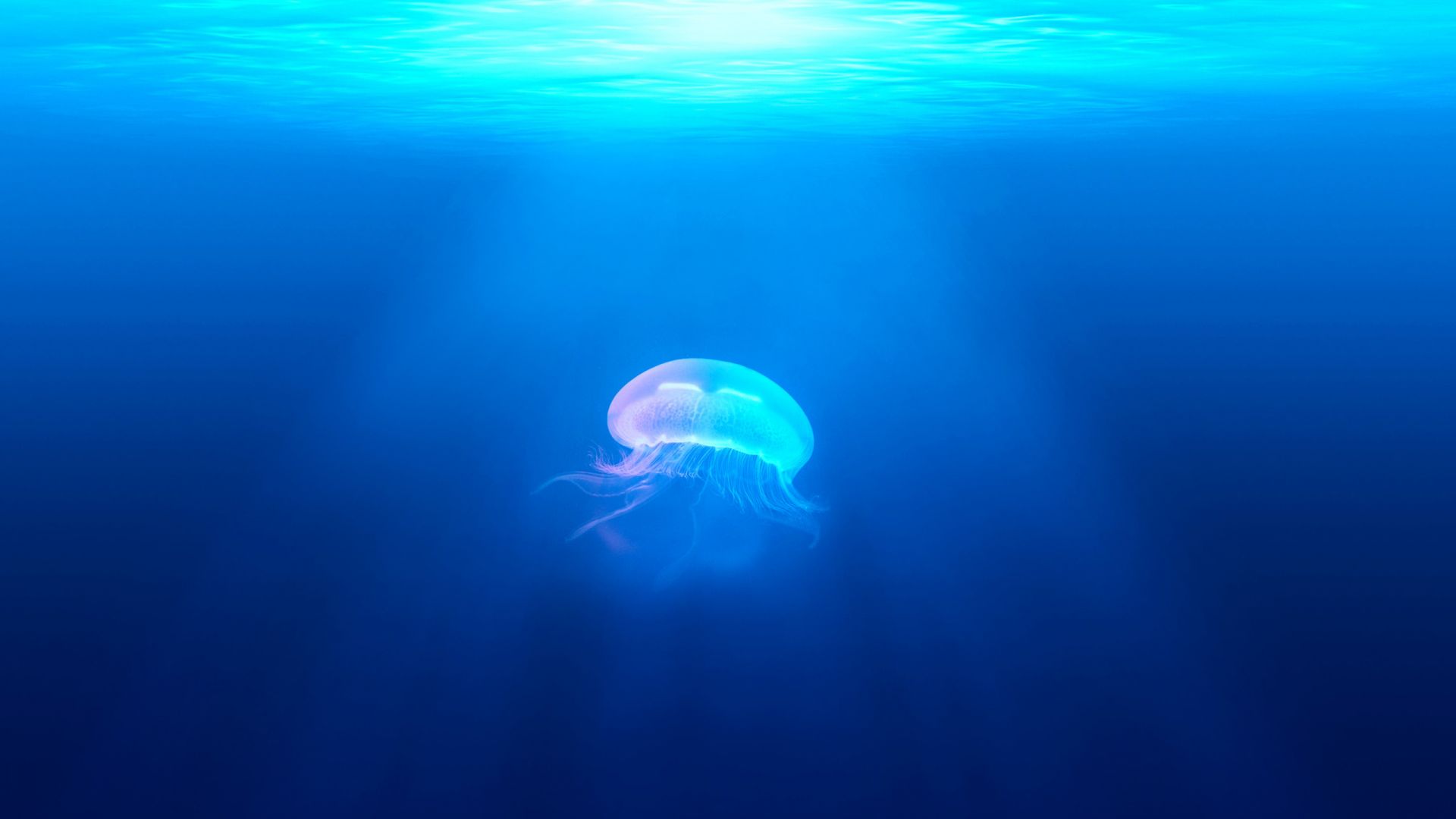 Wallpaper Underwater, fish, jellyfish