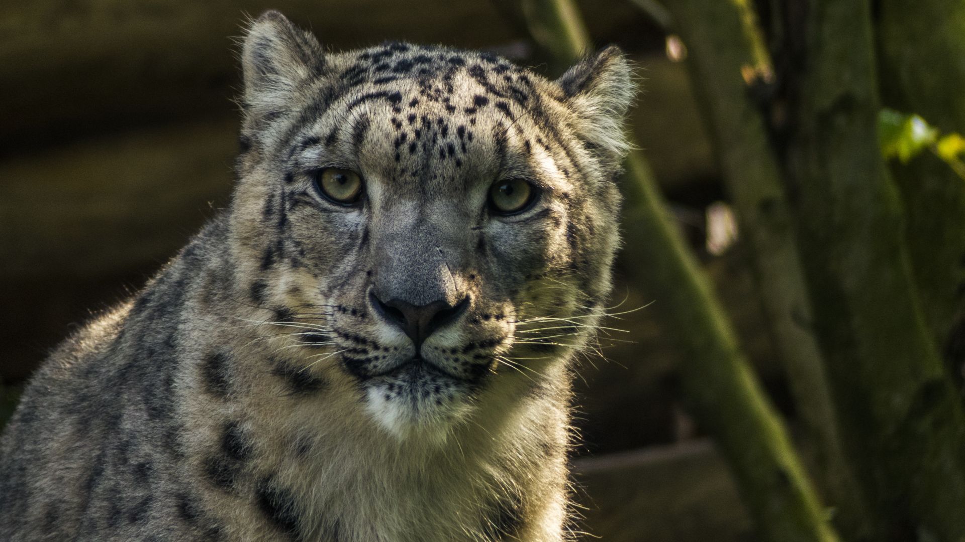 Wallpaper Snow leopard, muzzle, wild animal, 4k
