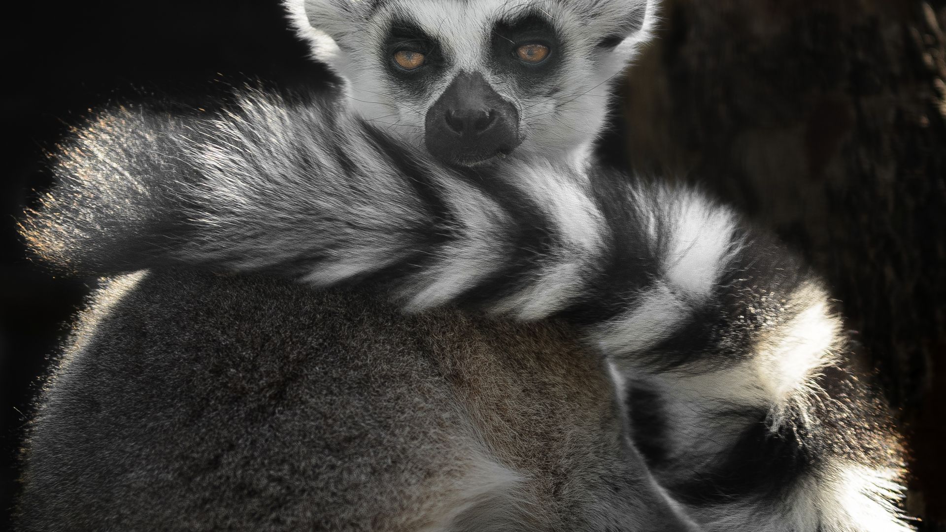 Wallpaper Ring-tailed lemur, wild animal, 4k