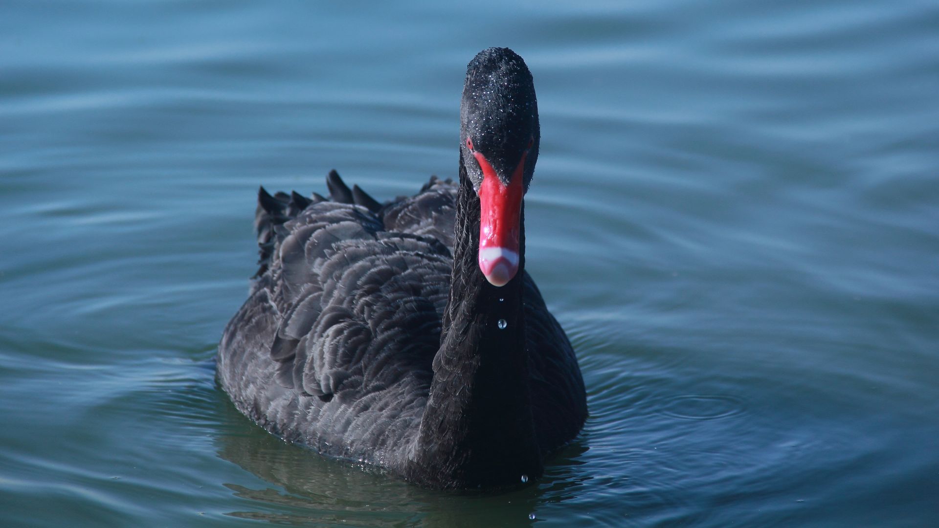 Wallpaper Black swan, bird, swim, 5k
