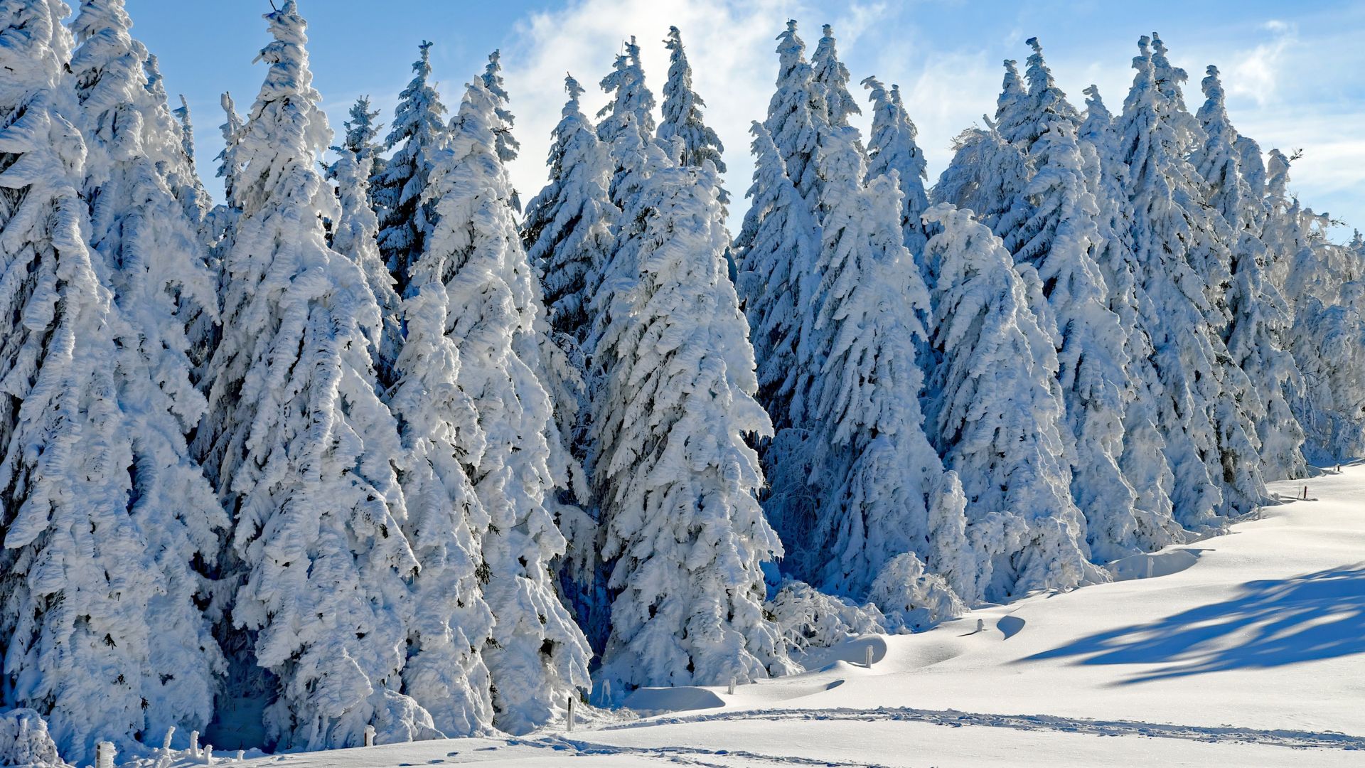 Wallpaper Wintry season, day, snow on trees, landscape, 4k