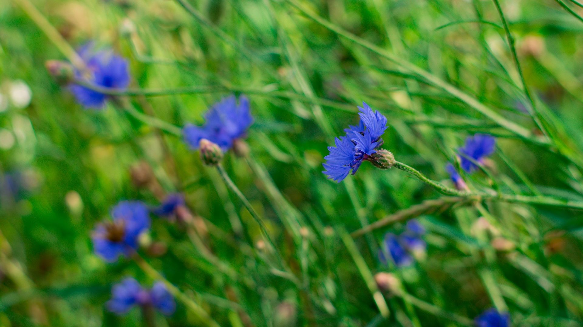 Wallpaper Cornflowers, blue flowers, meadow