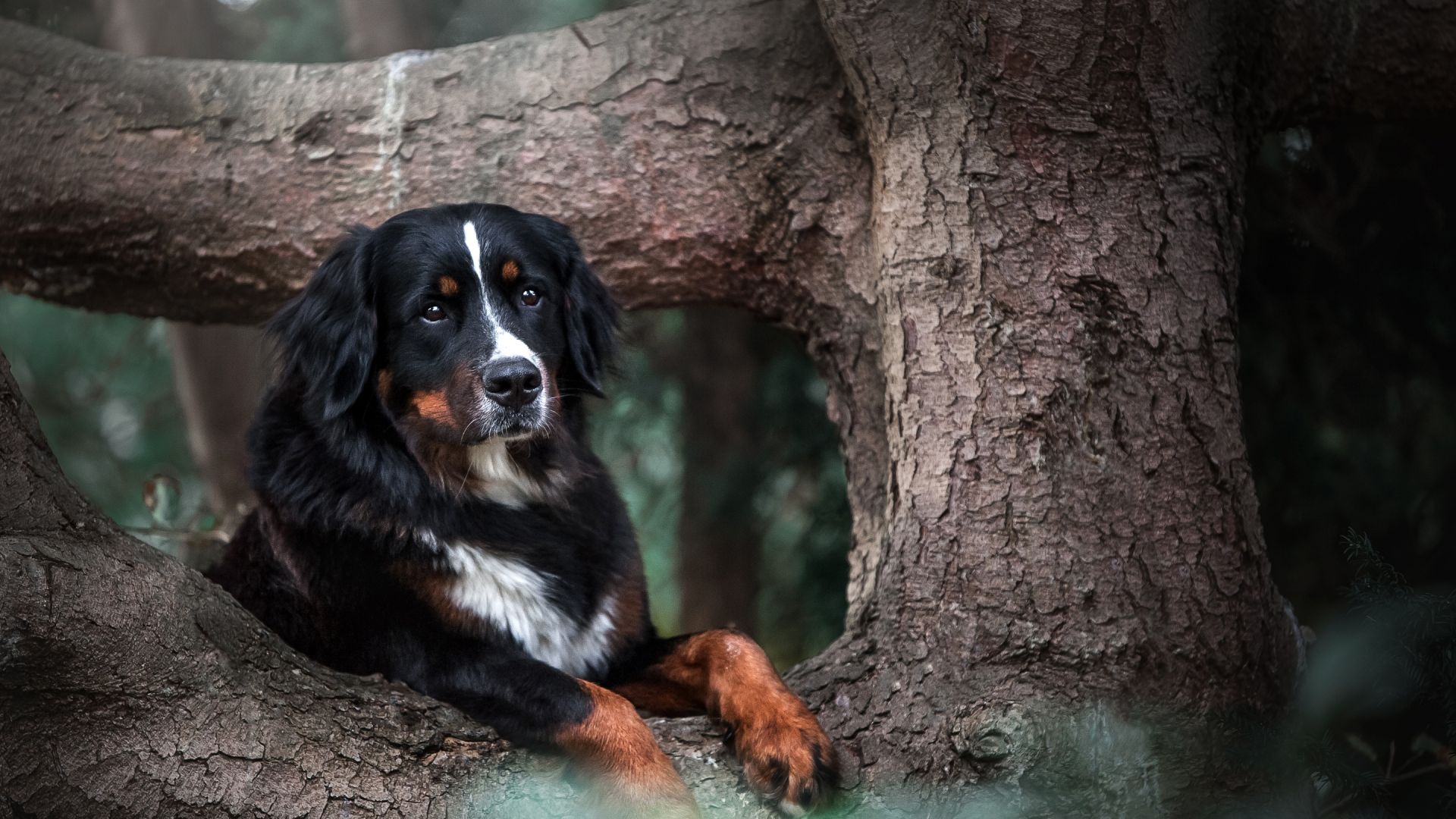 Wallpaper Bernese mountain dog, tree trunk, animal