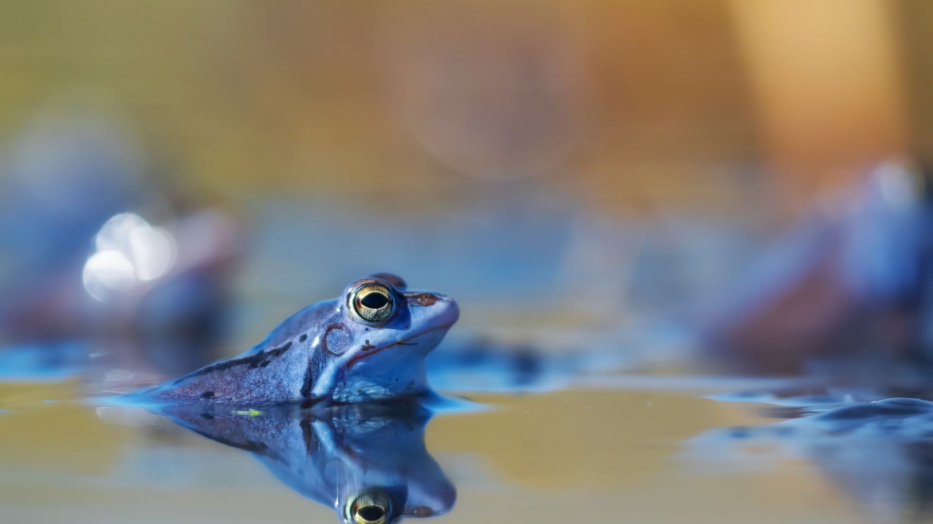 Wallpaper Frog, blue toad, animal, lake, reflections
