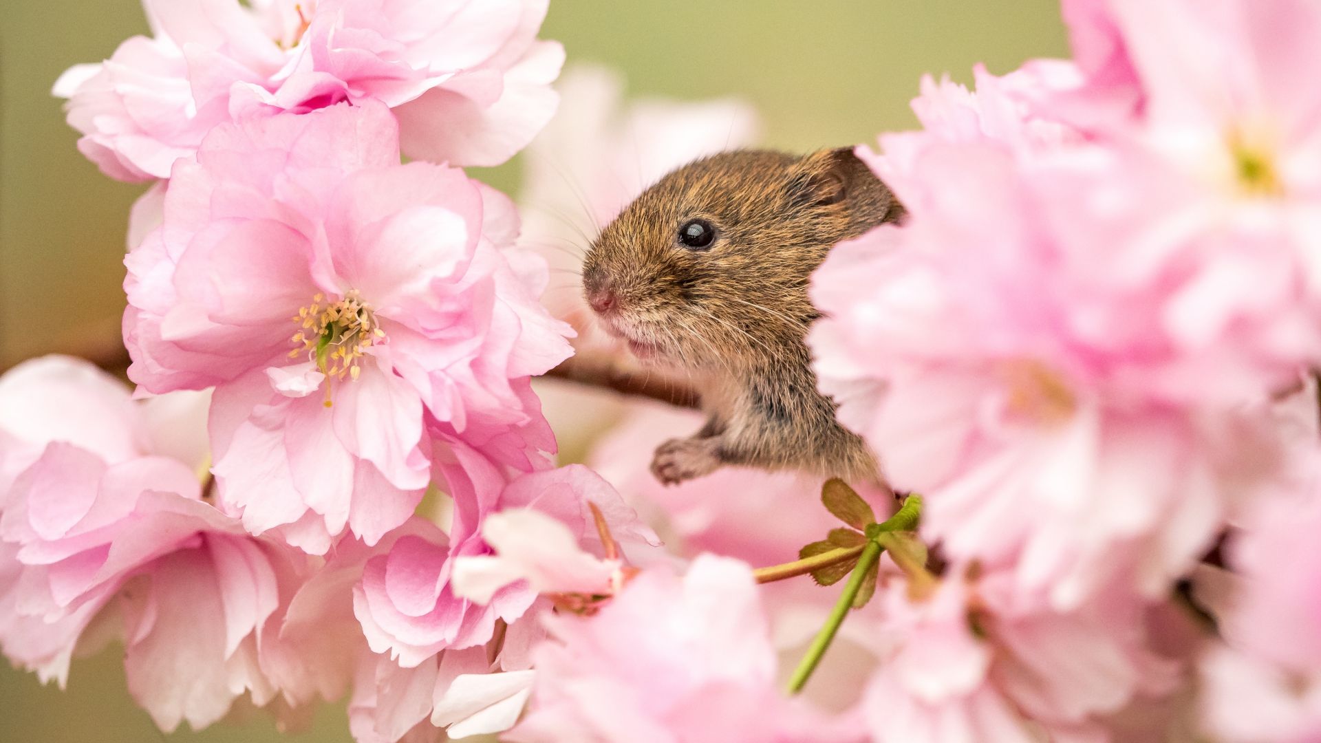 Wallpaper Pink flowers, mouse, rodent, muzzle