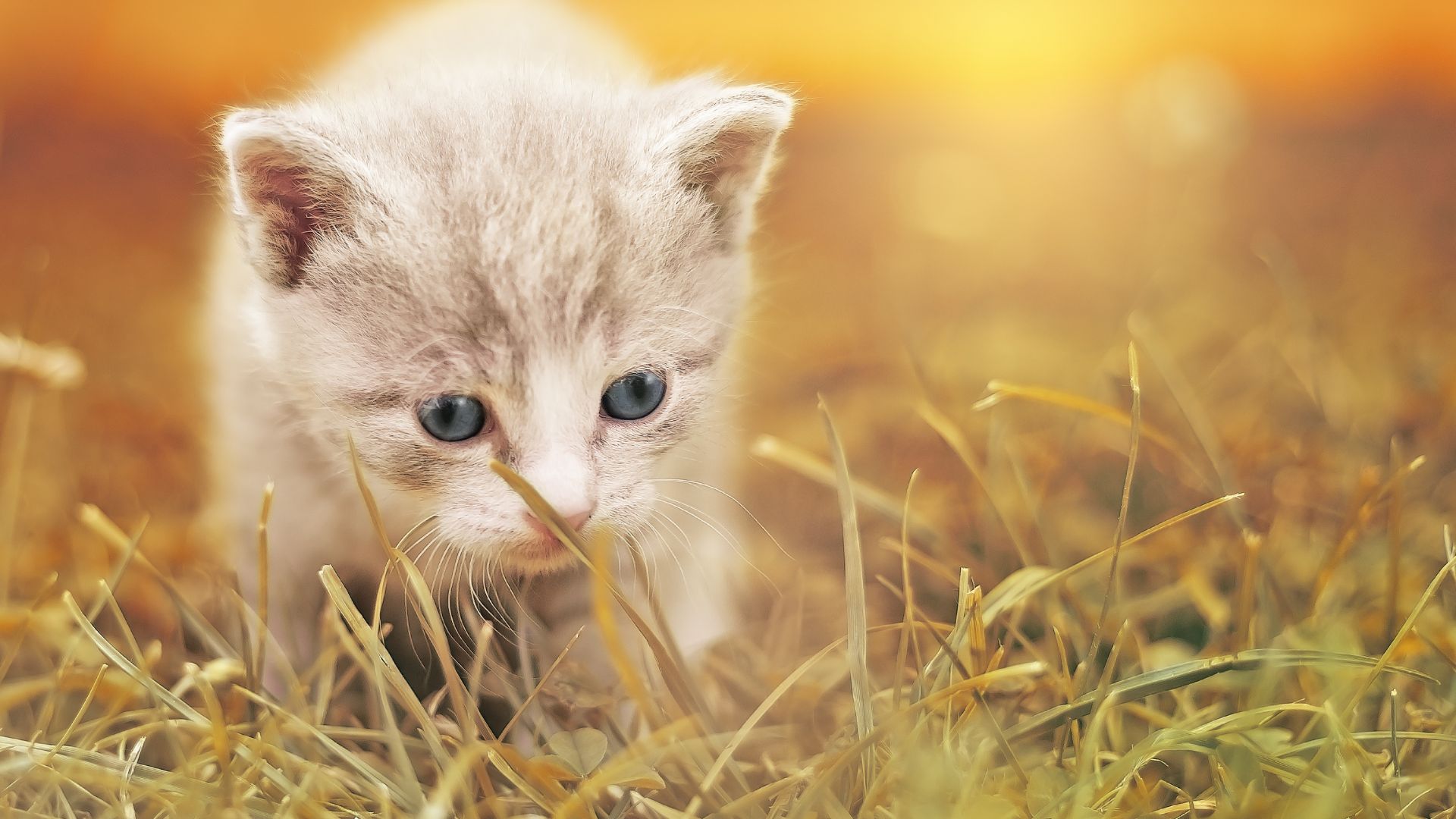Wallpaper Cute kitten, walk, grass, animal