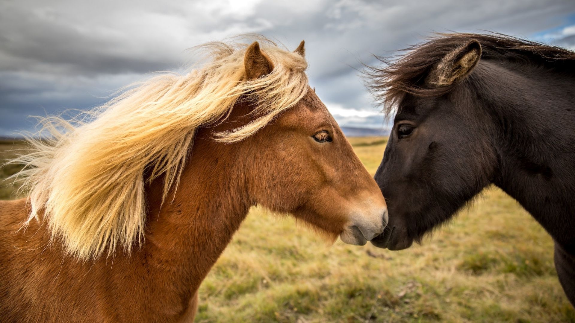 Wallpaper Ponny, horses, cute