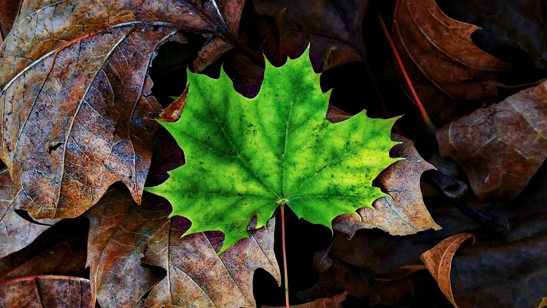 Wallpaper Leaf, maple, autumn