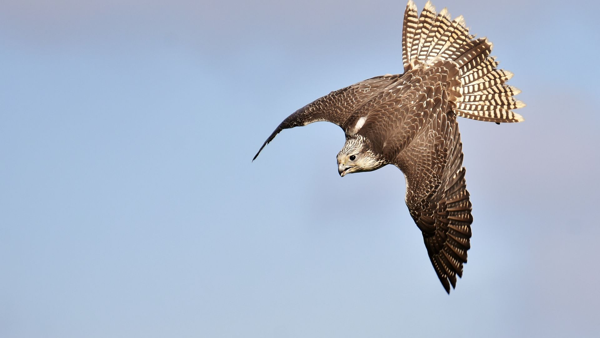 Wallpaper Falcon, raptor, predator, flight, 4k