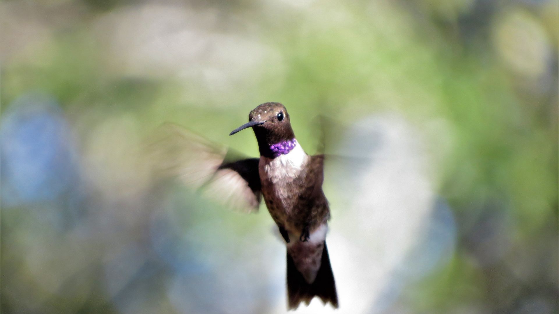 Wallpaper Hummingbird, flight, wings, bokeh