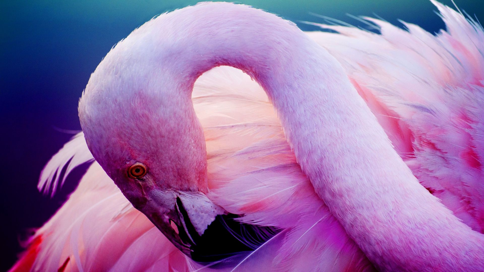 Wallpaper Pink bird, Flamingo, water bird, feathers