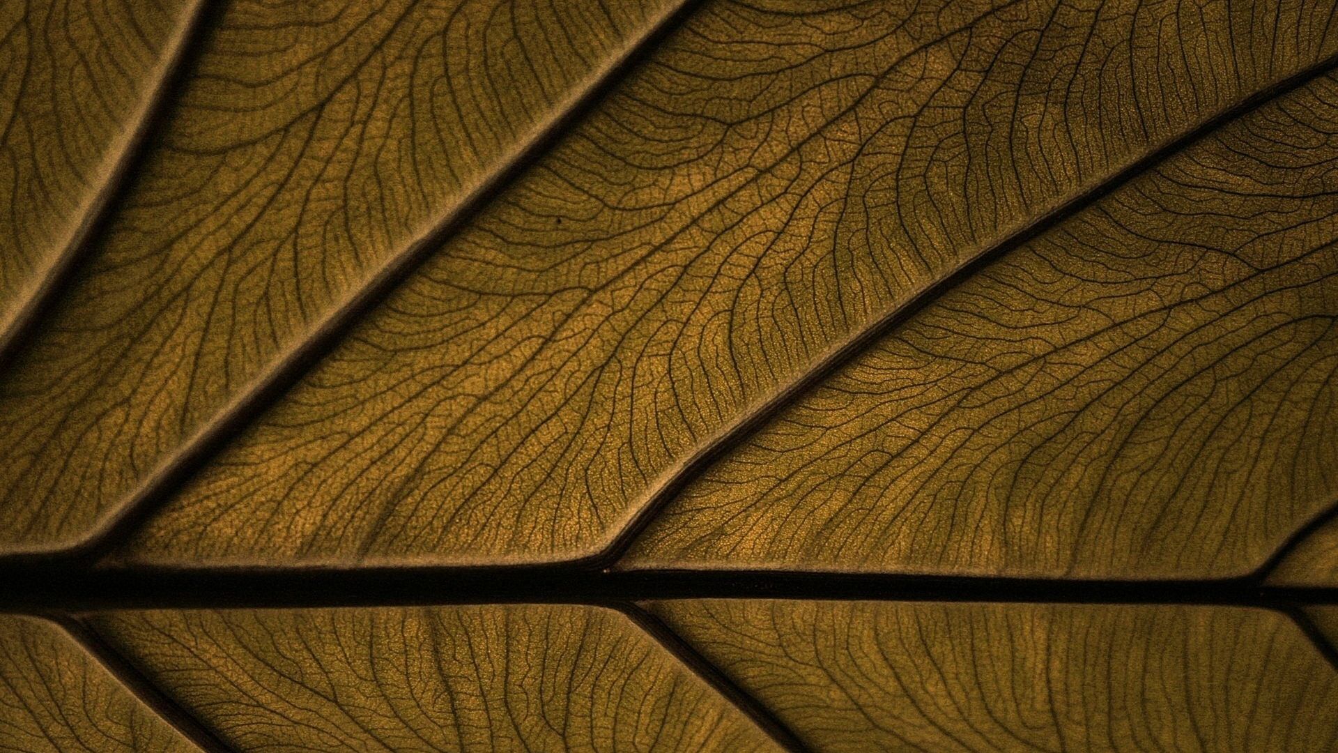 Wallpaper Leaf macro surface