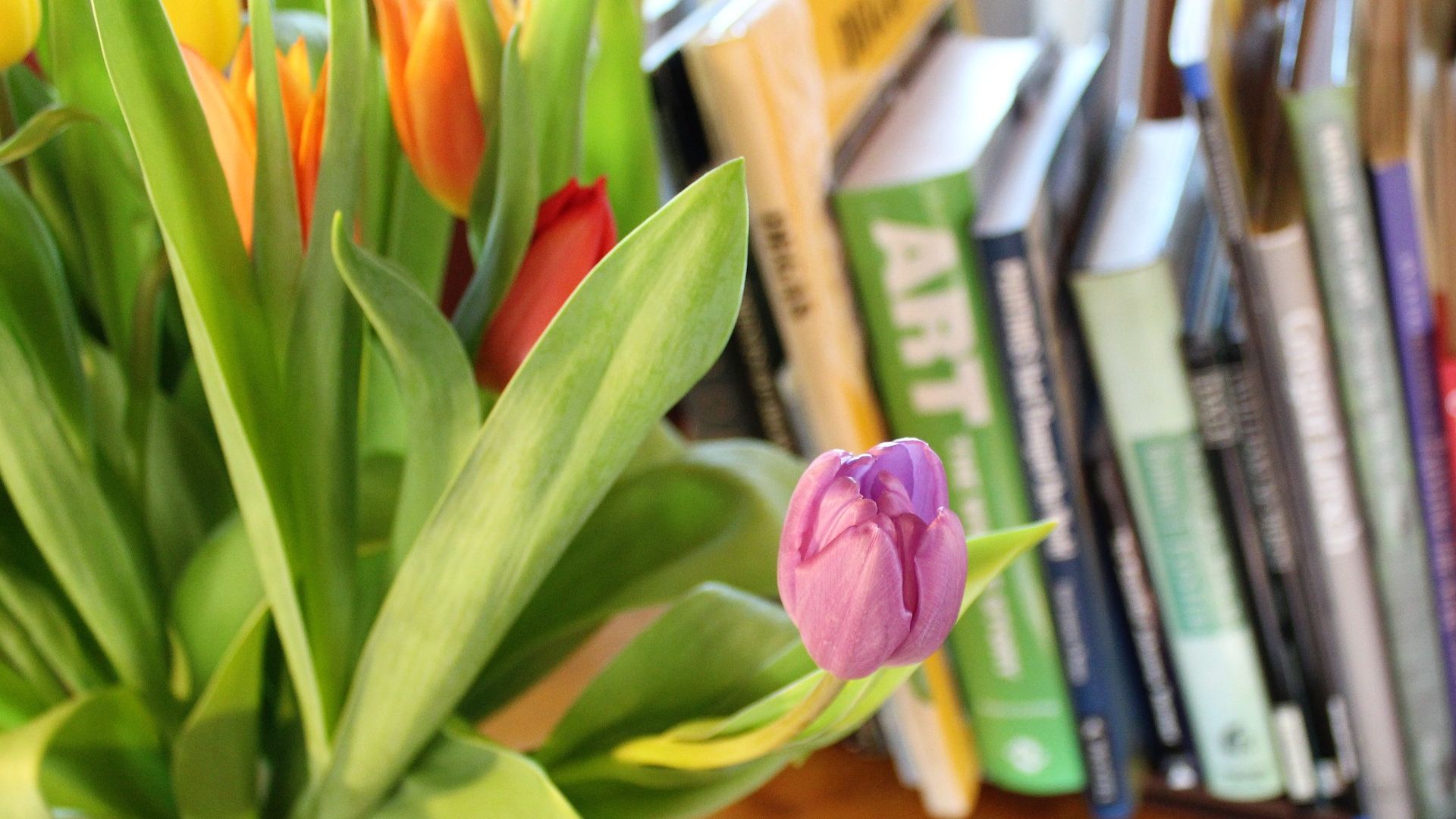 Wallpaper Pink tulip bud, books