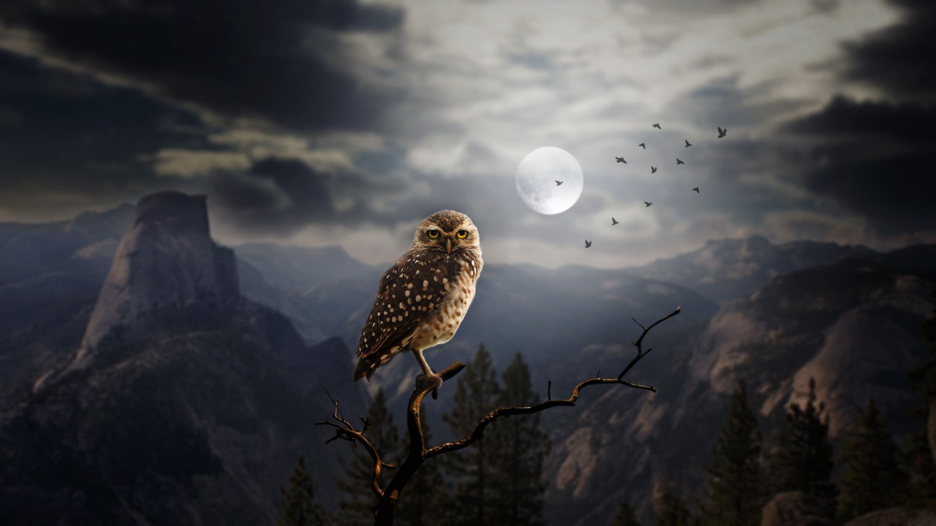 Wallpaper Owl, moon, clouds, night, bird