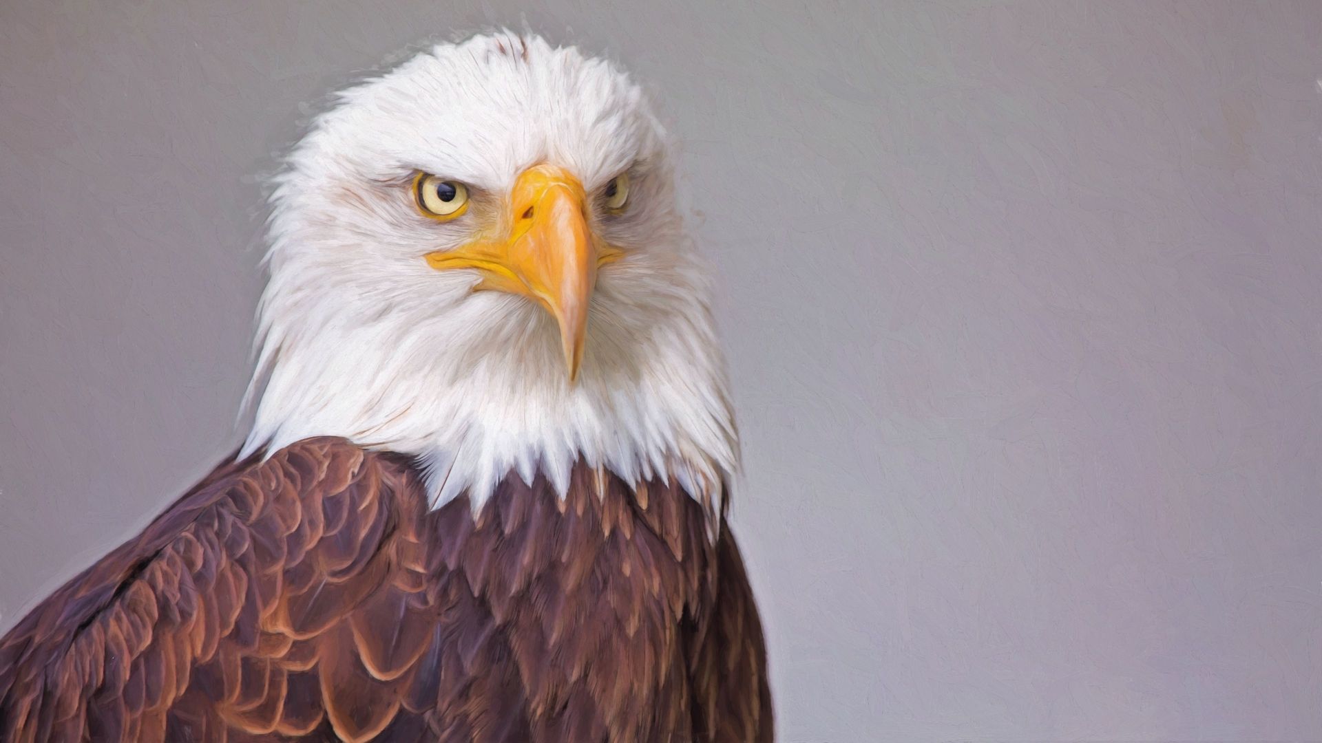 Wallpaper Bald eagle bird portrait