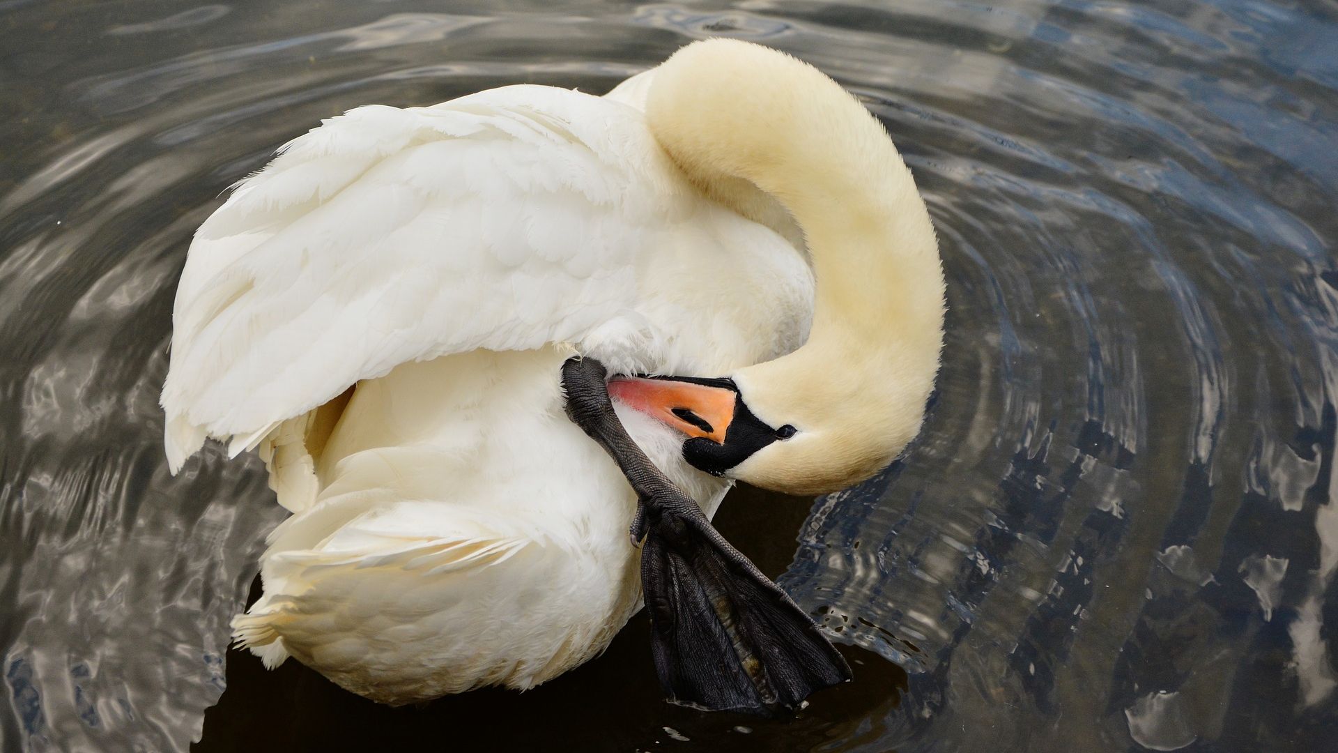 Wallpaper Swan, white birds, swimming
