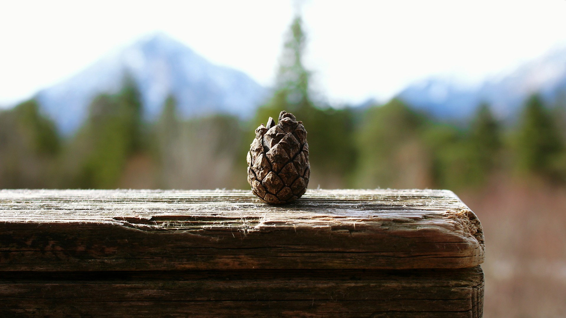 Wallpaper Pine cone, old
