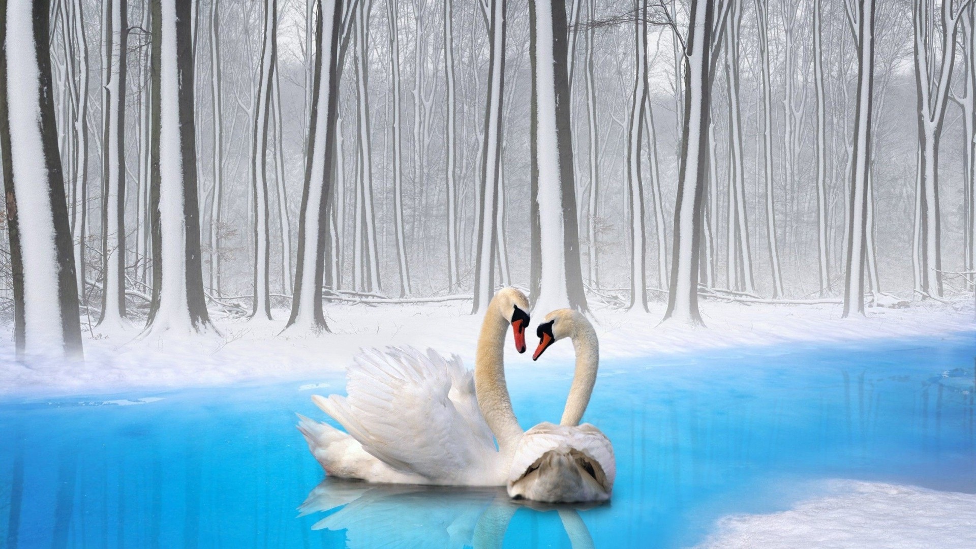 Wallpaper Swan, love birds