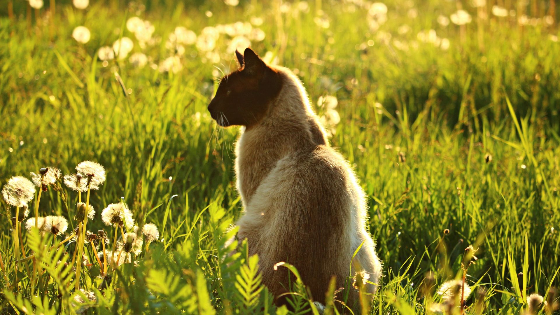 Wallpaper Siamese cat, meadow, plants