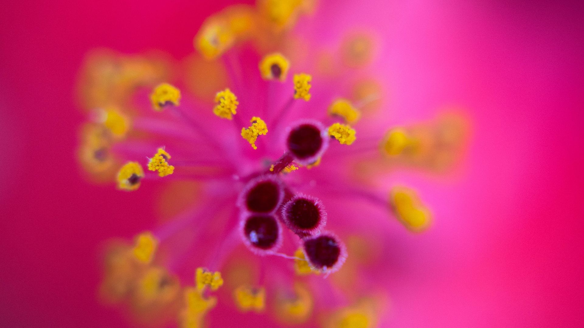 Wallpaper Pollen of pink flowers, close up